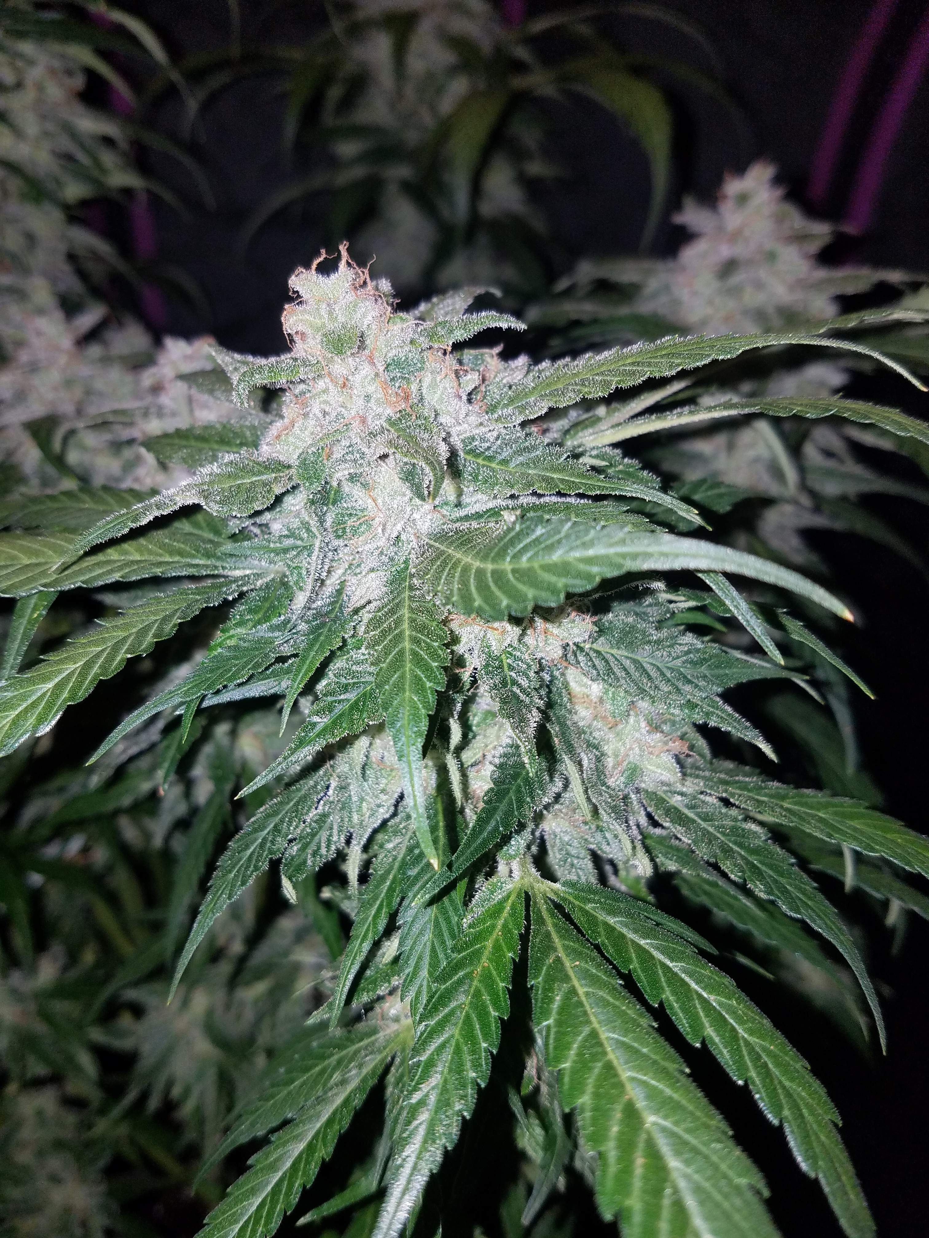 Tangie Matic
