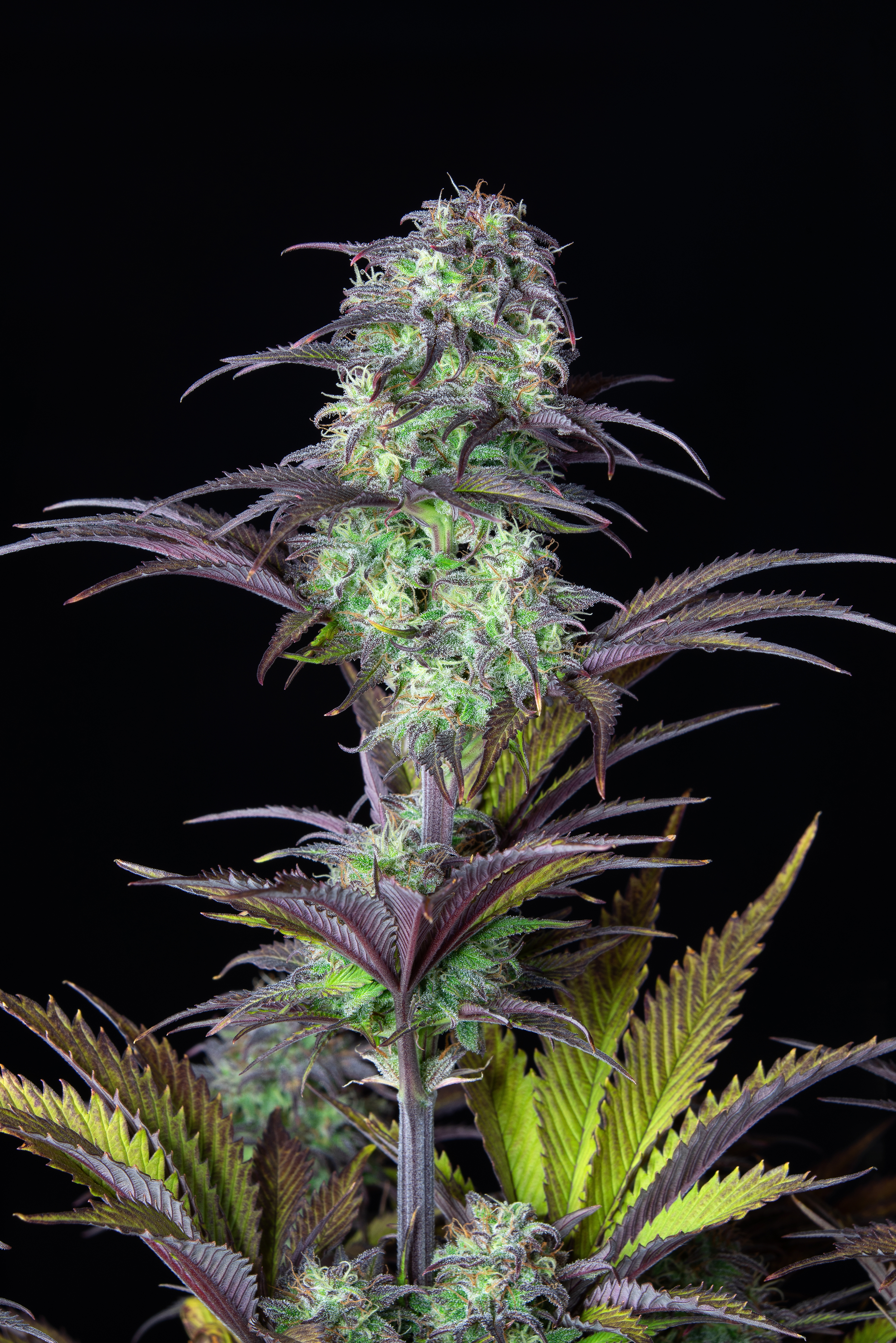 Original Blueberry Auto