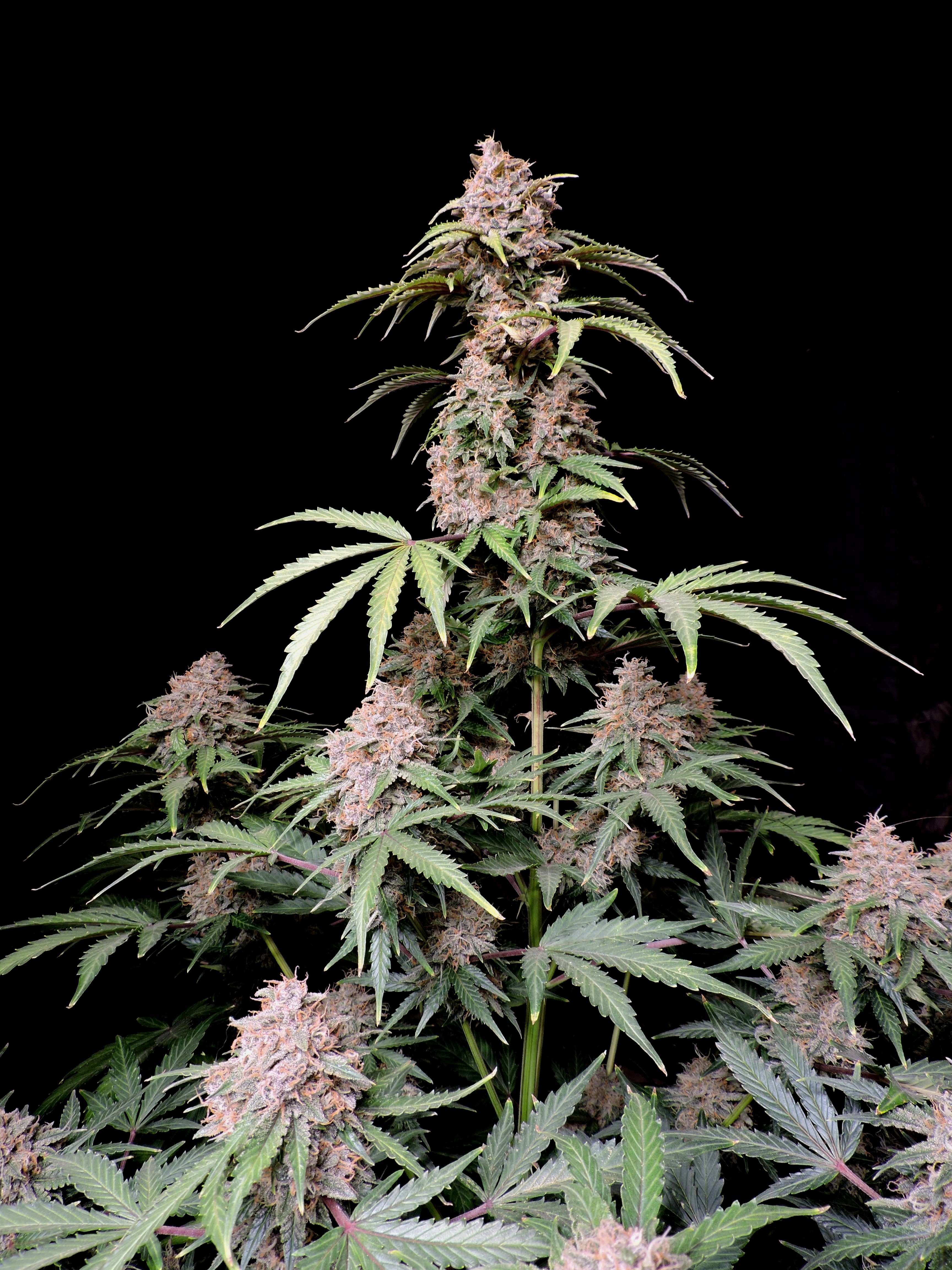 Amnesia Z Auto