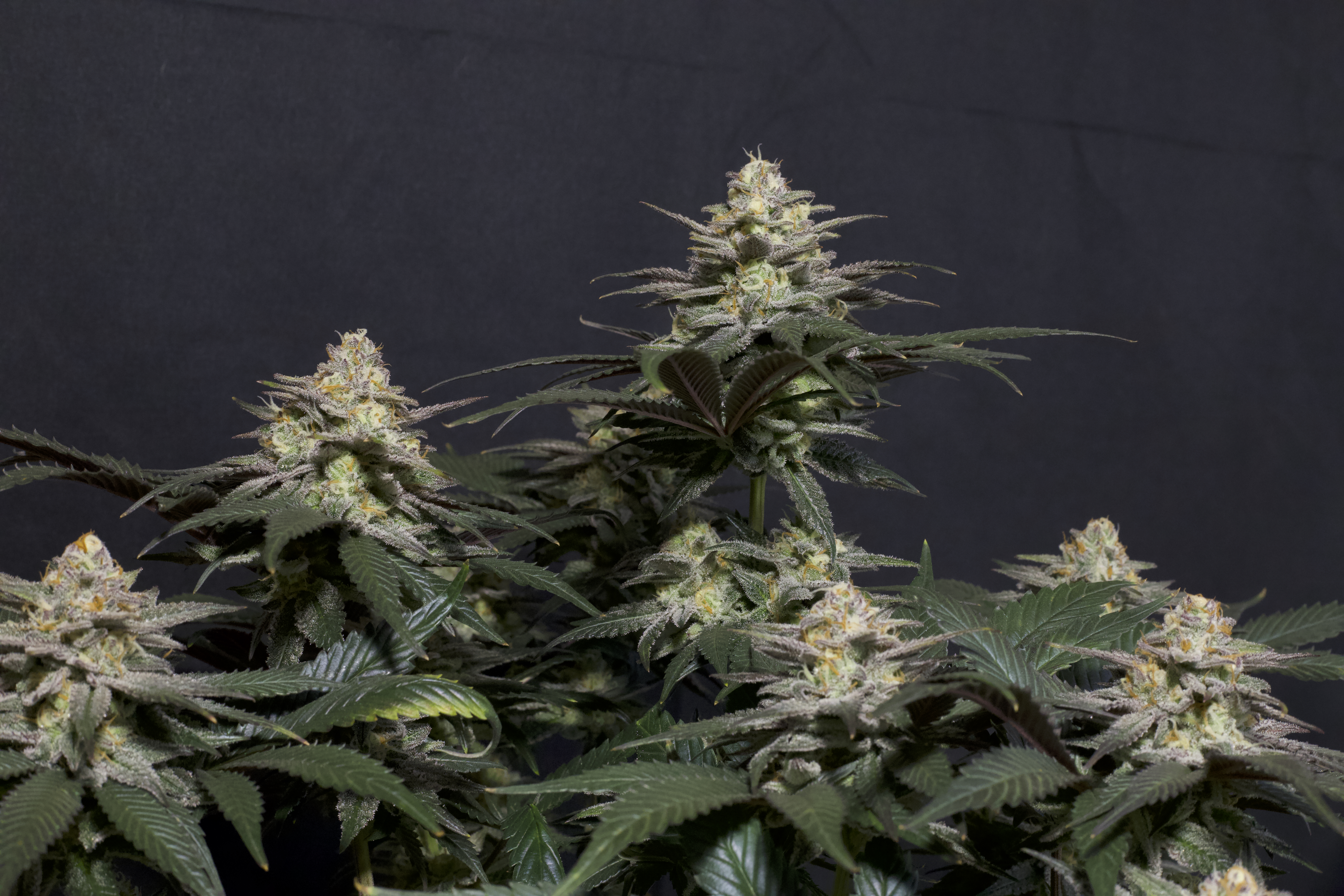 Purple Lemonade FF
