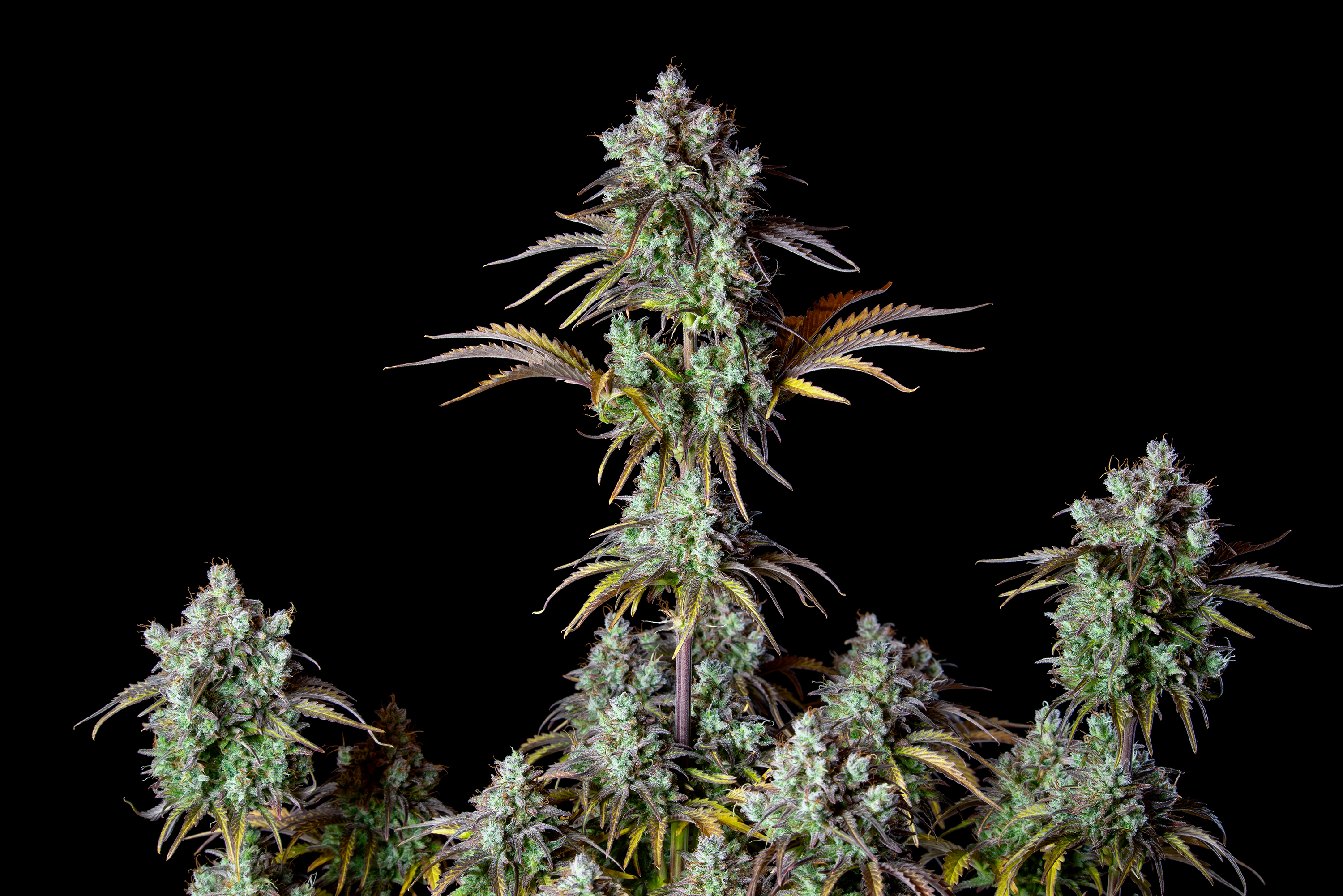 Original Big Bud Auto