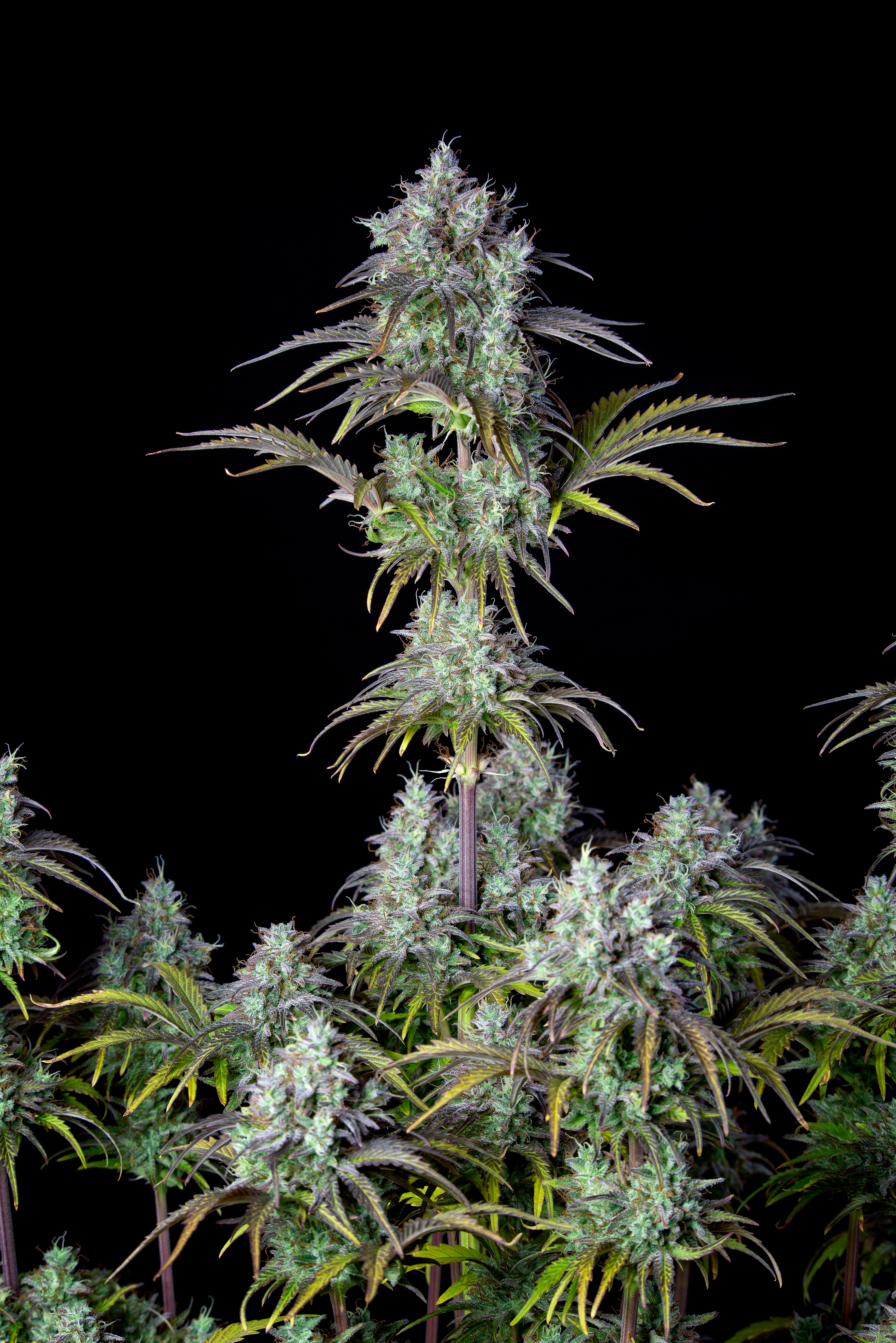 Original Big Bud Auto