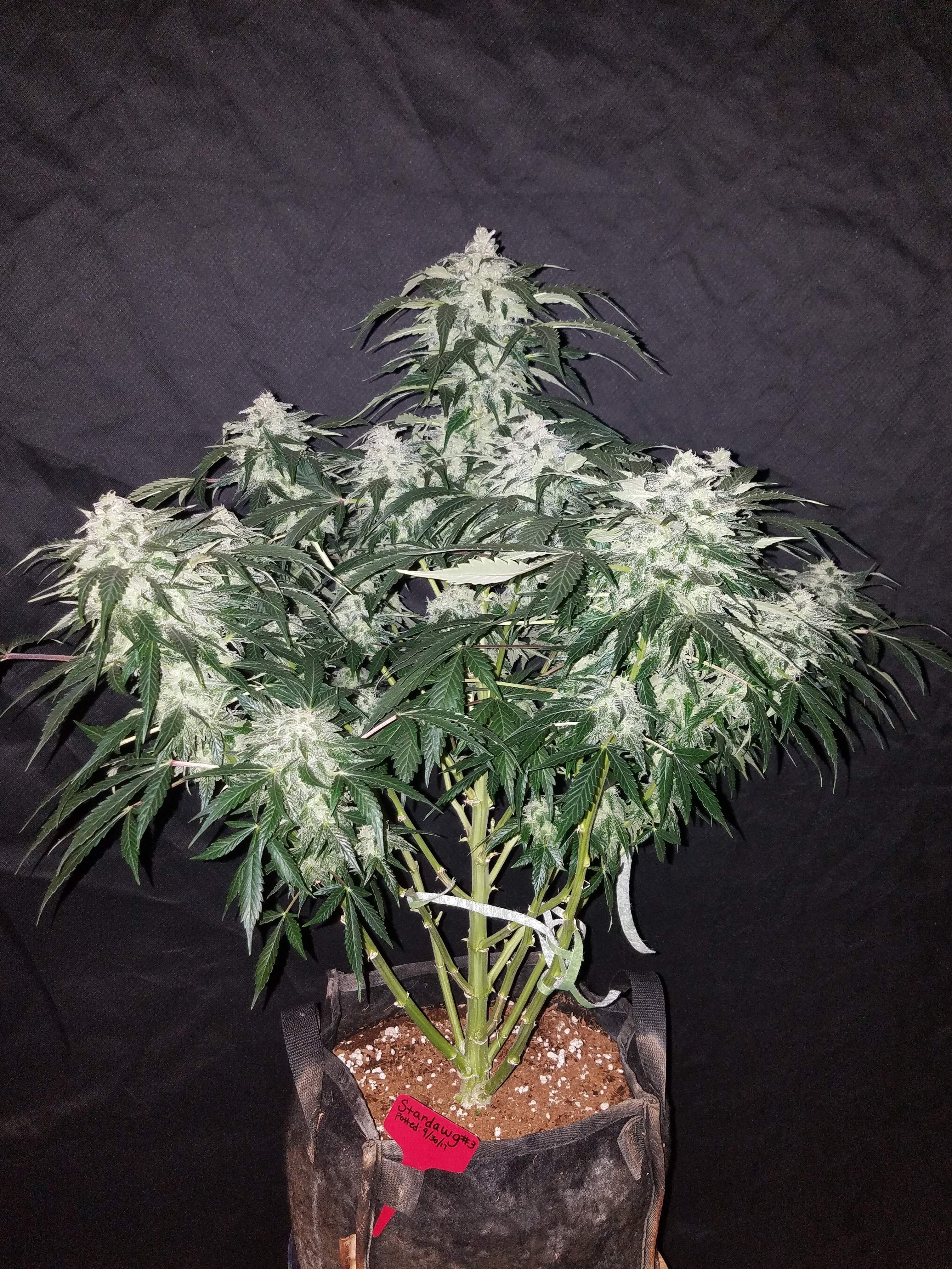 Stardawg
