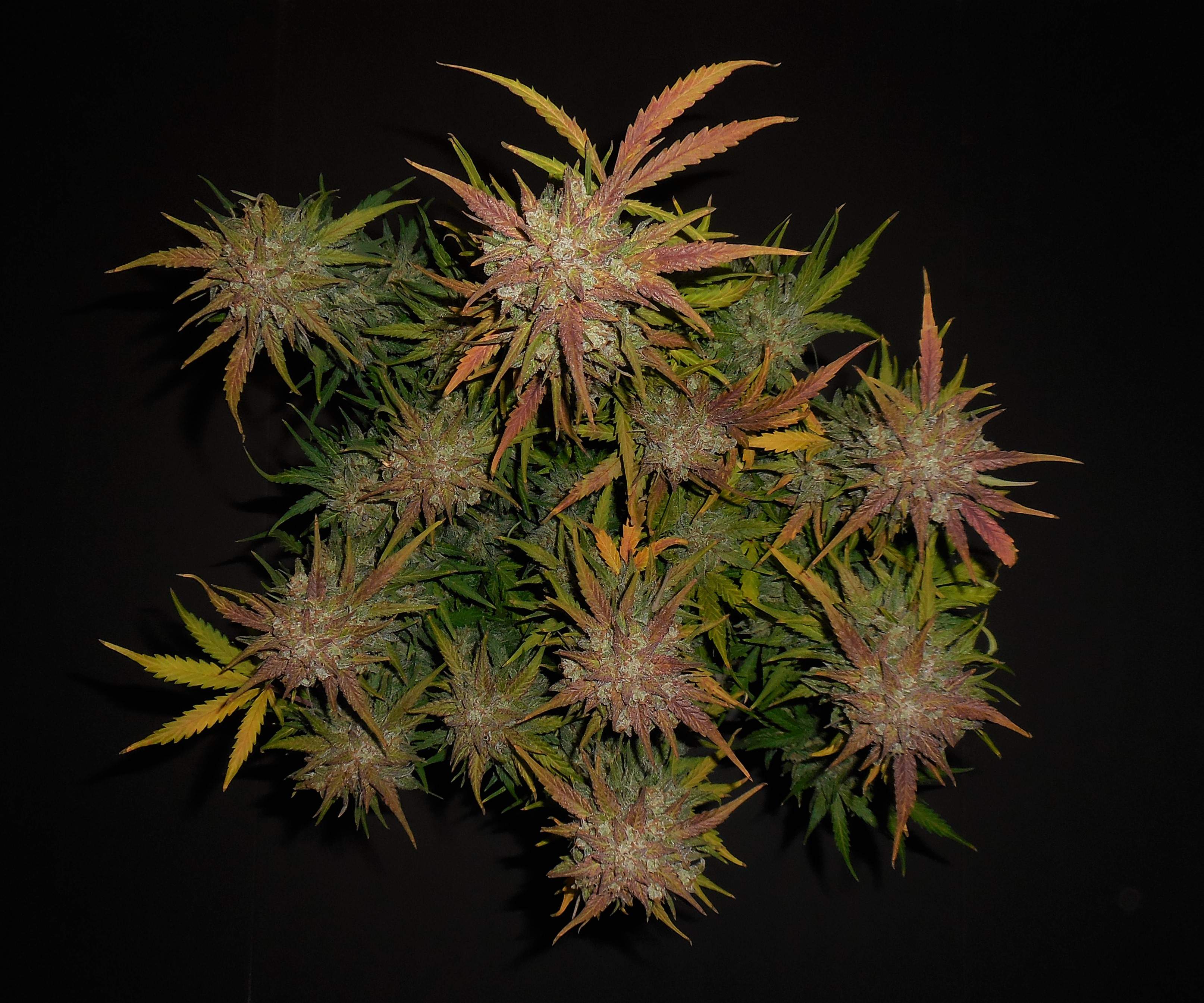 Lemon AK