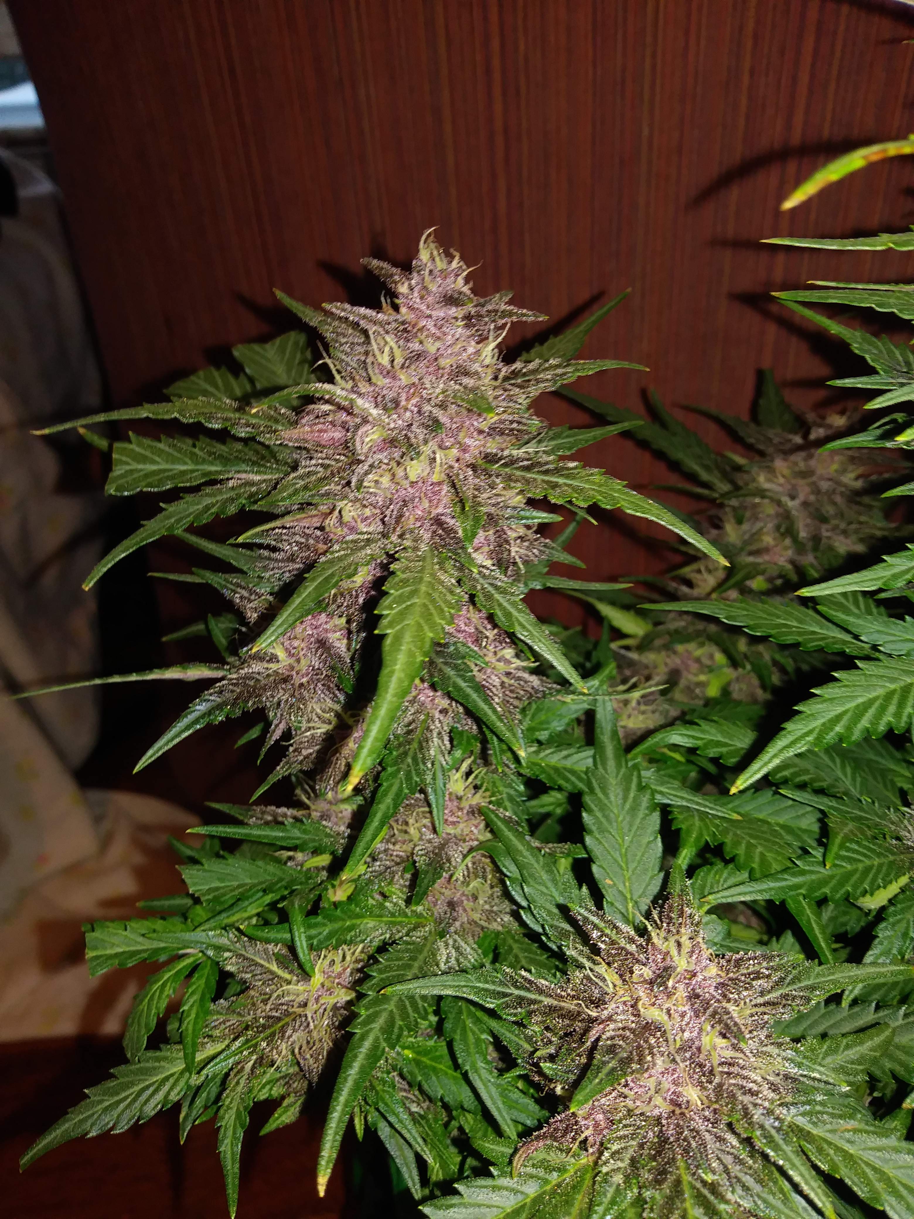 Crystal METH