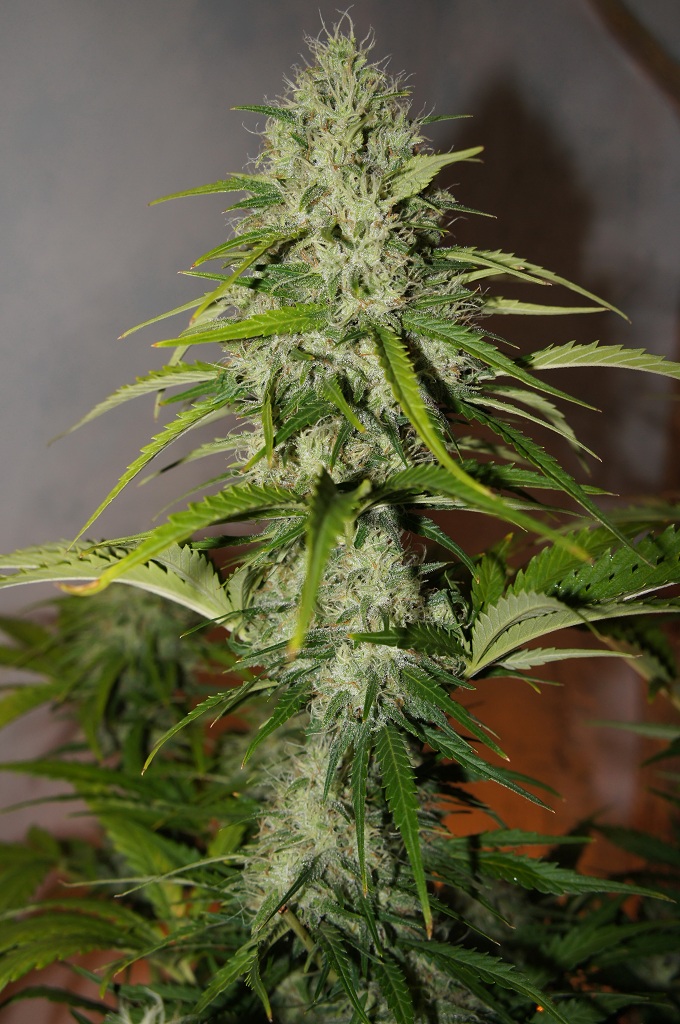 Grapefruit