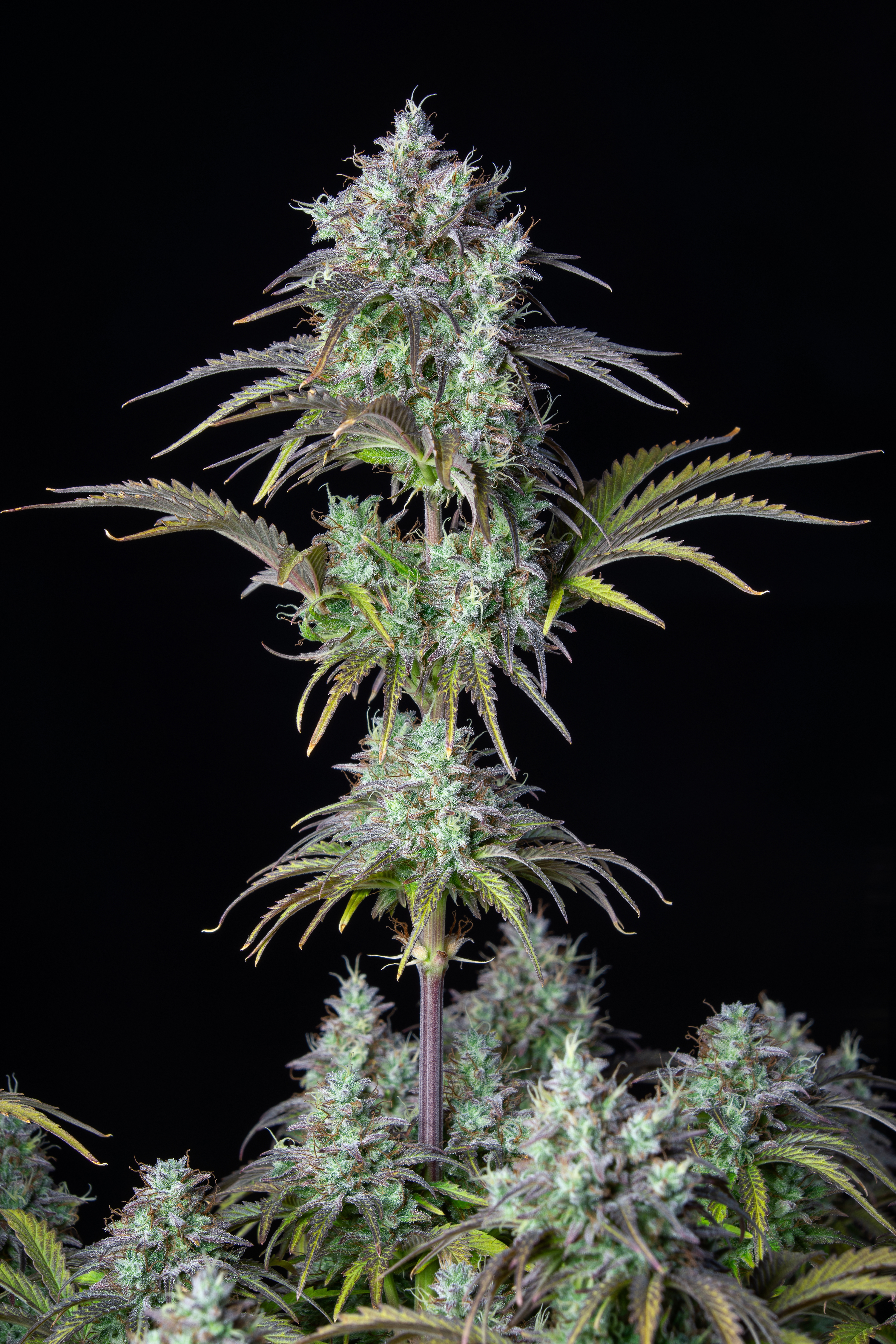 Original Big Bud Auto