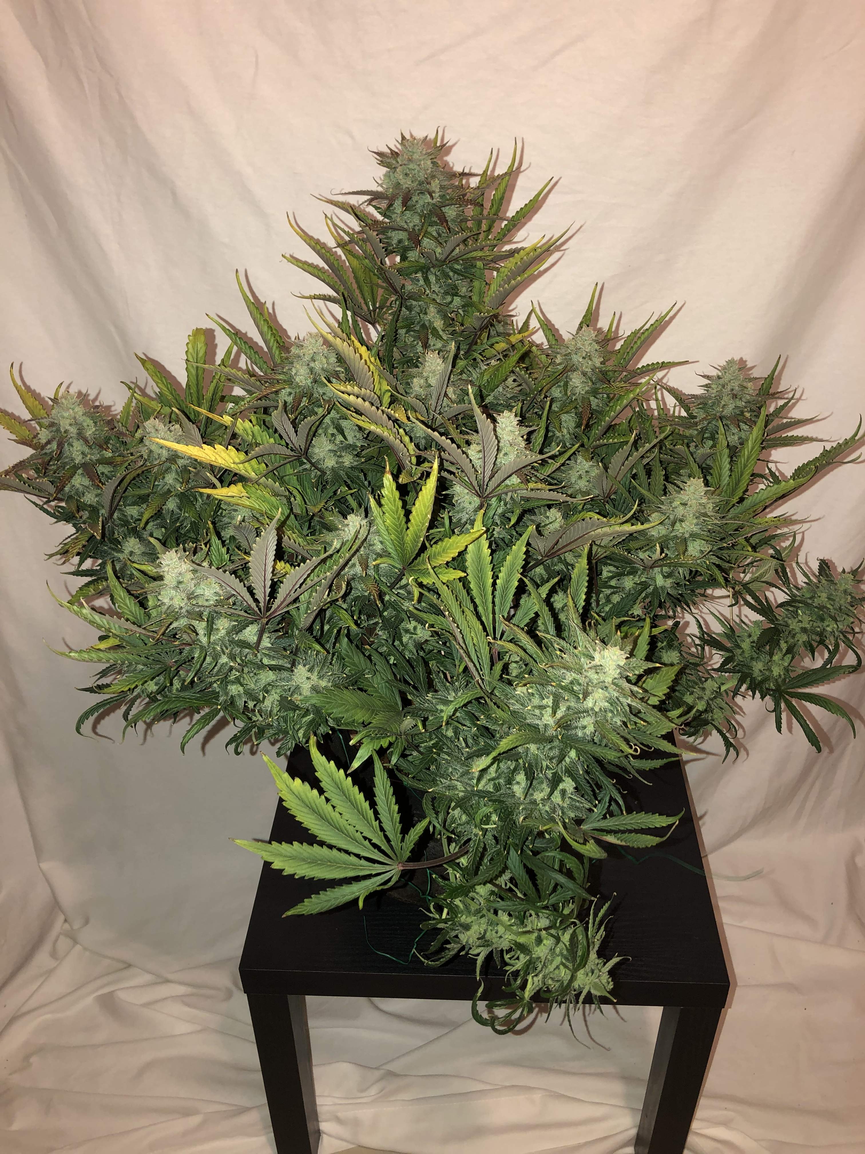 Gorilla Glue