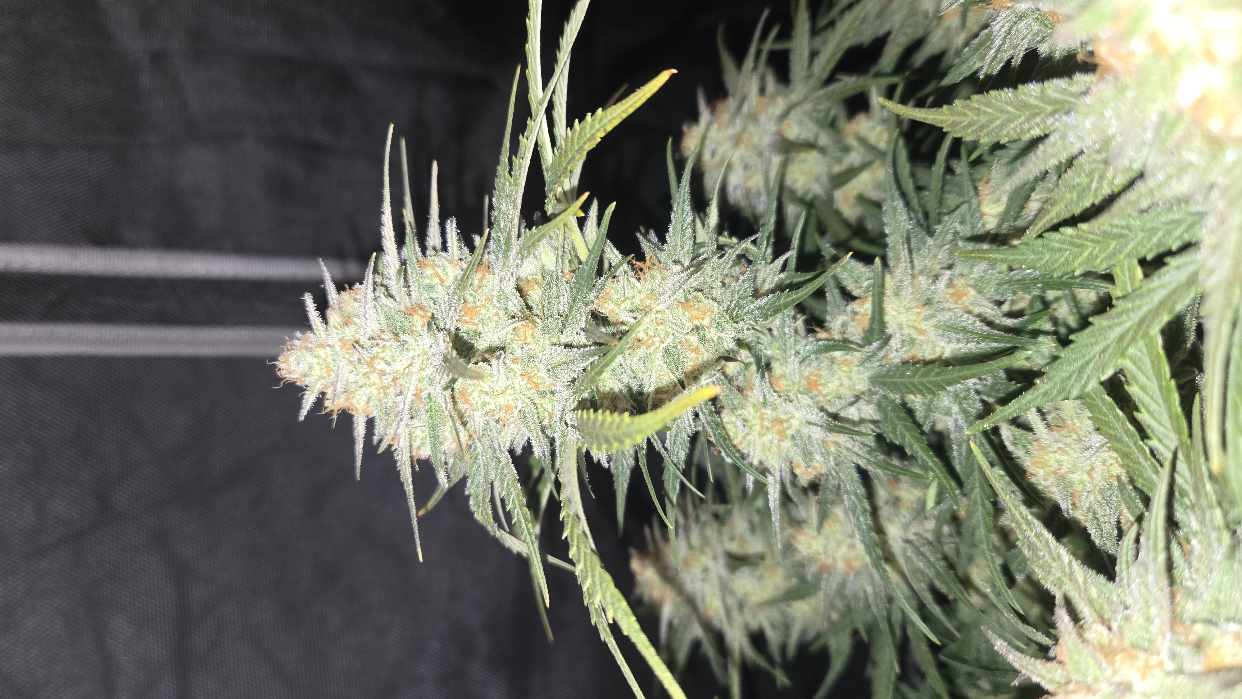 Frostbanger Auto