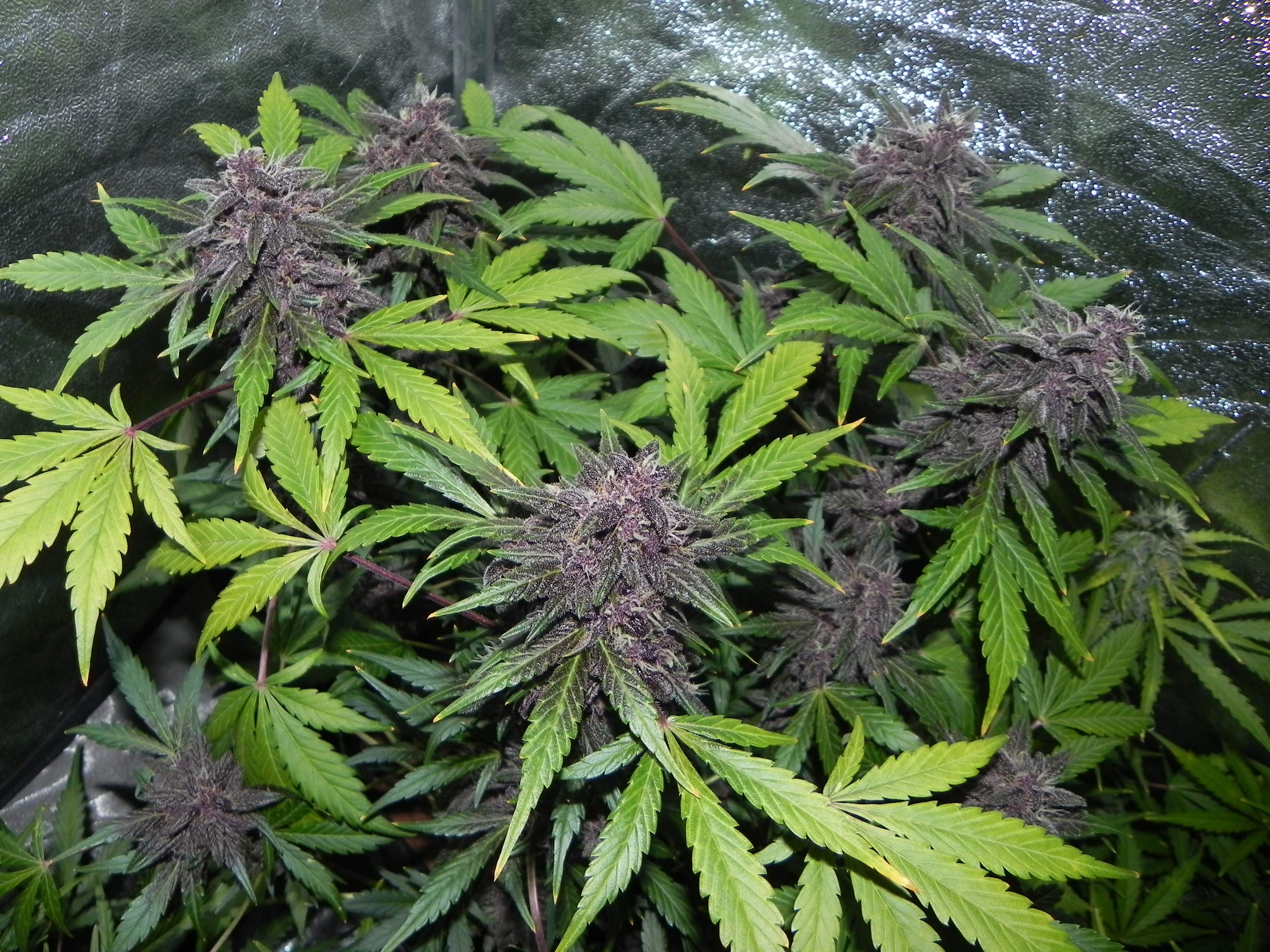 LSD-25