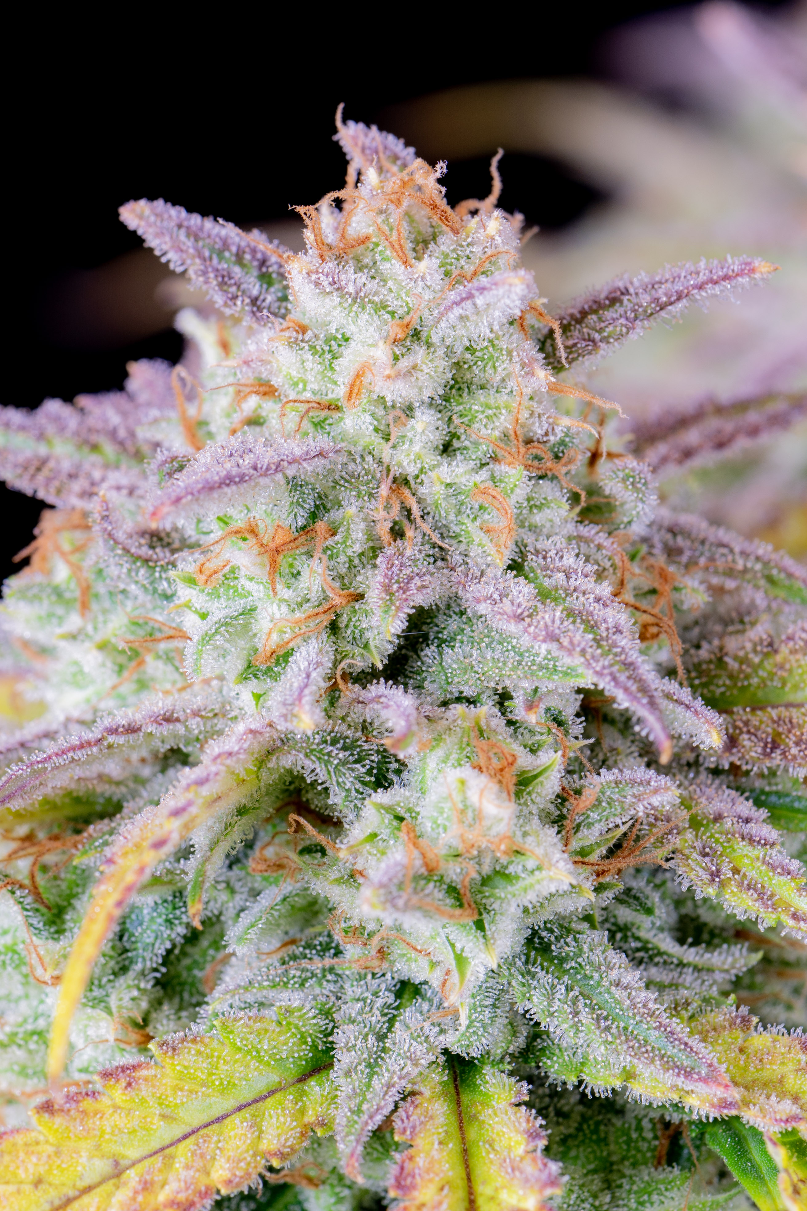Original Afghan Kush Auto