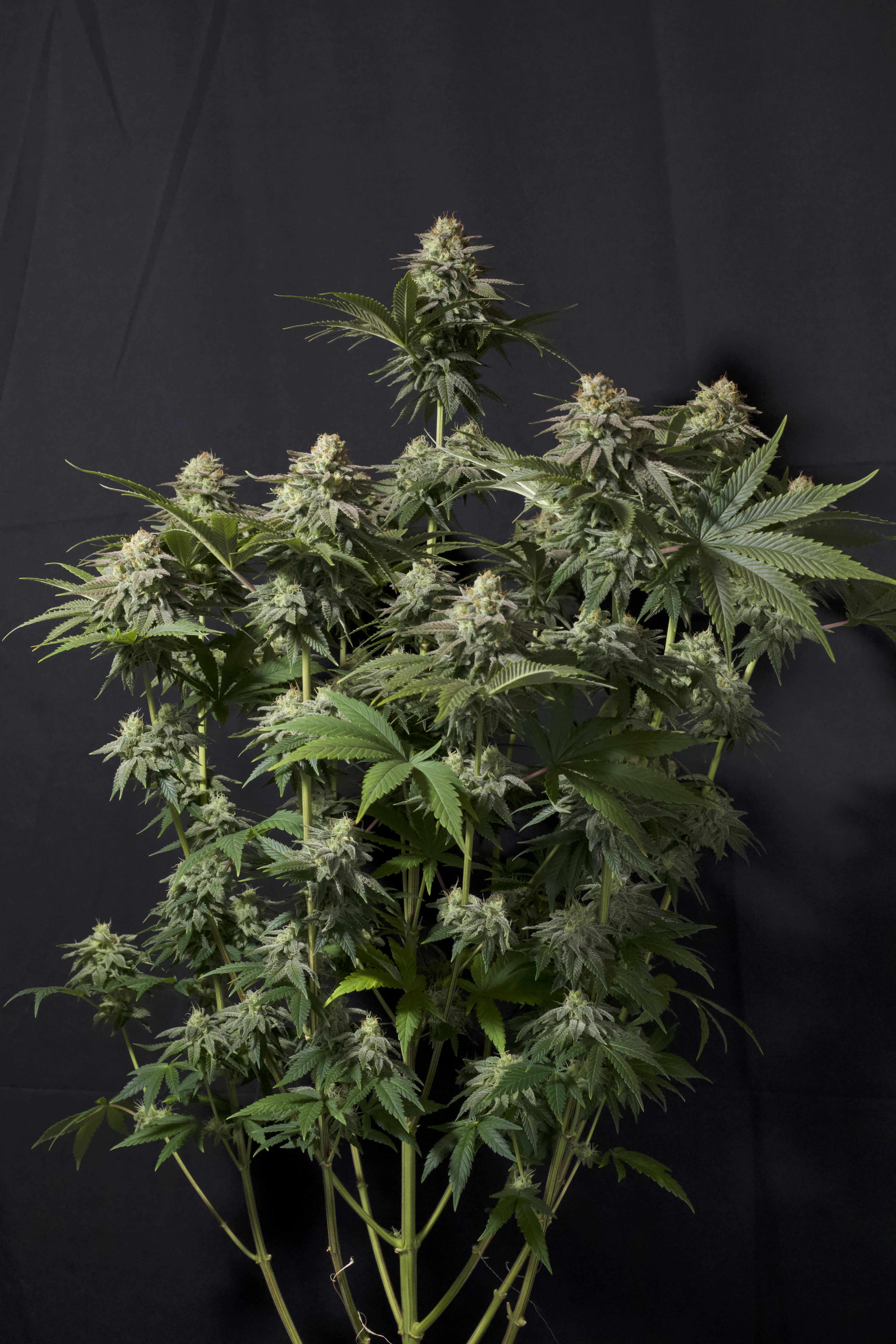 Orange Sherbet FF
