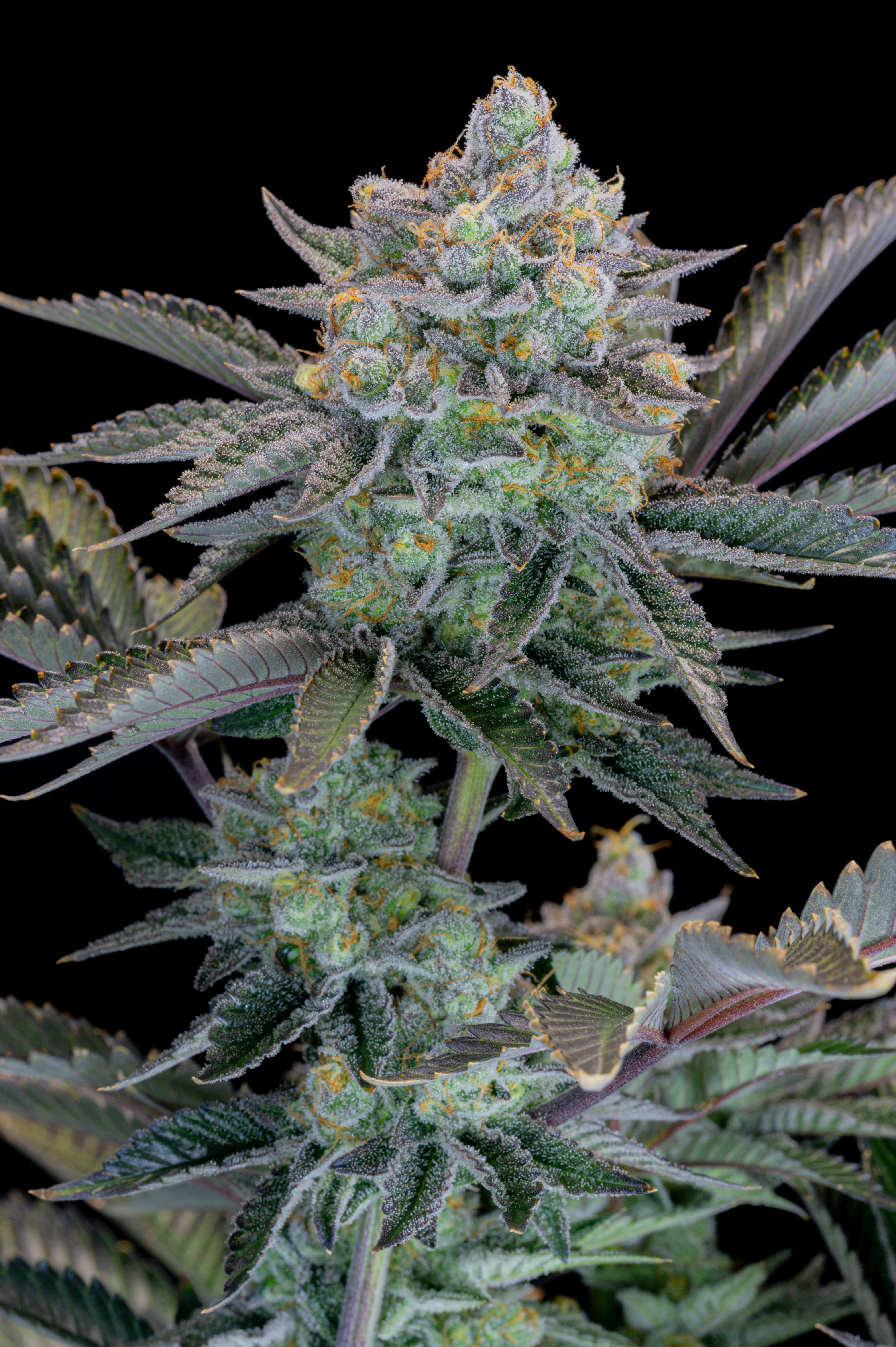 Gorilla Cookies FF