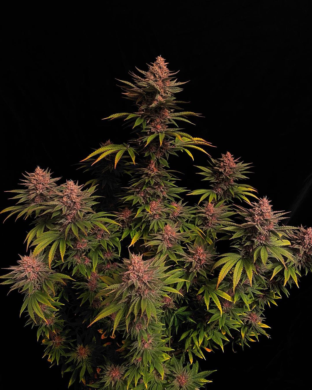 Purple Lemonade FF