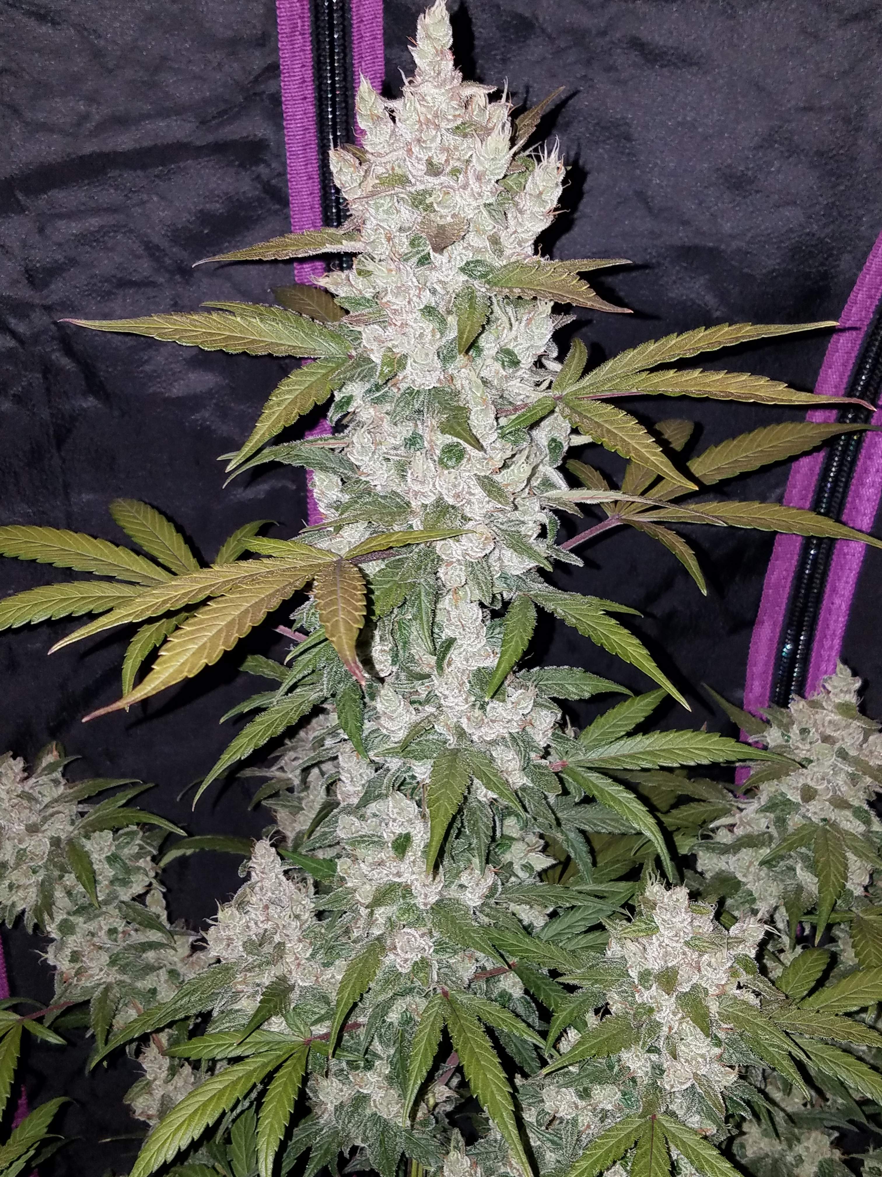 Girl Scout Cookies