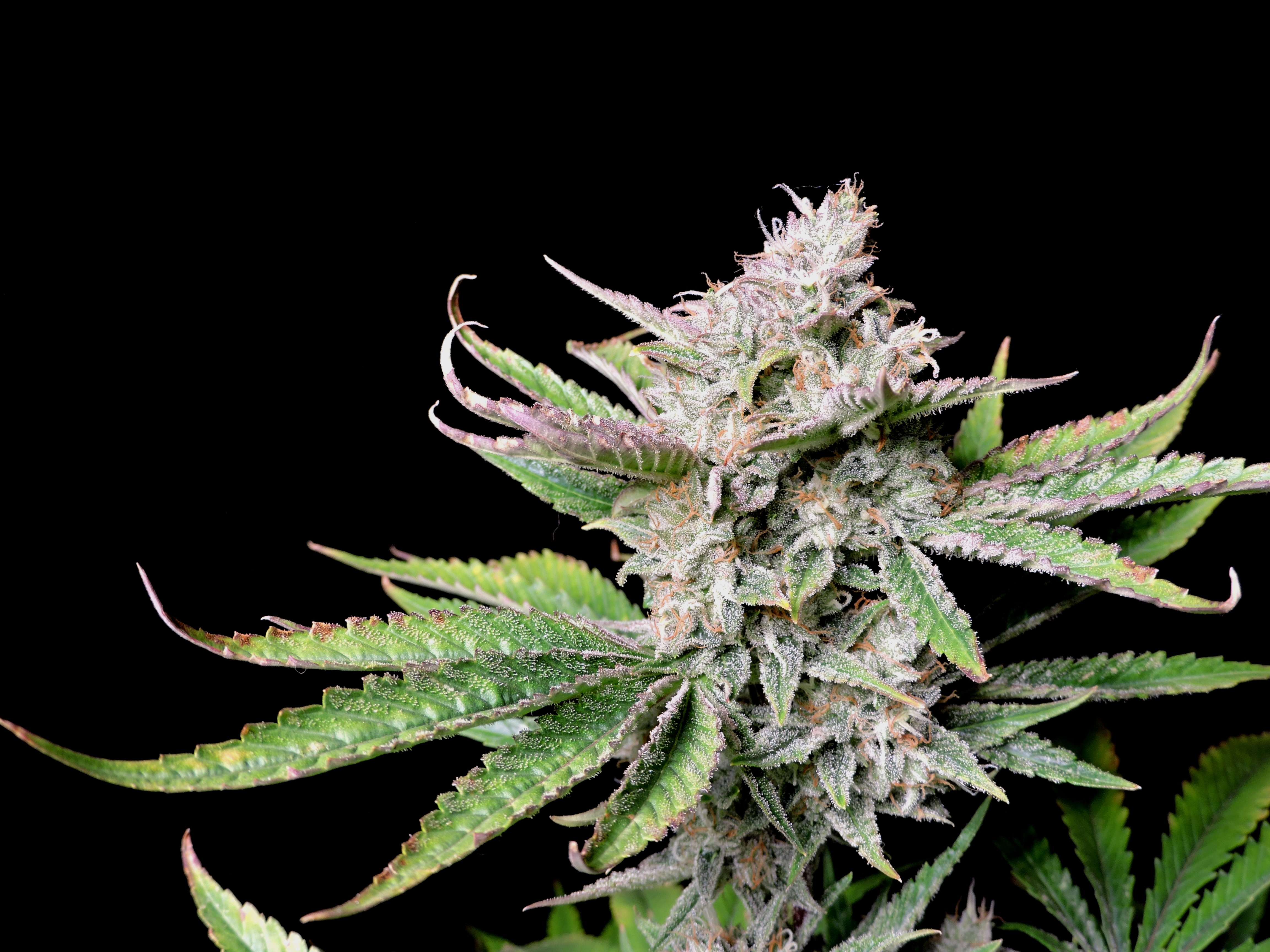 Cherry Cola Auto