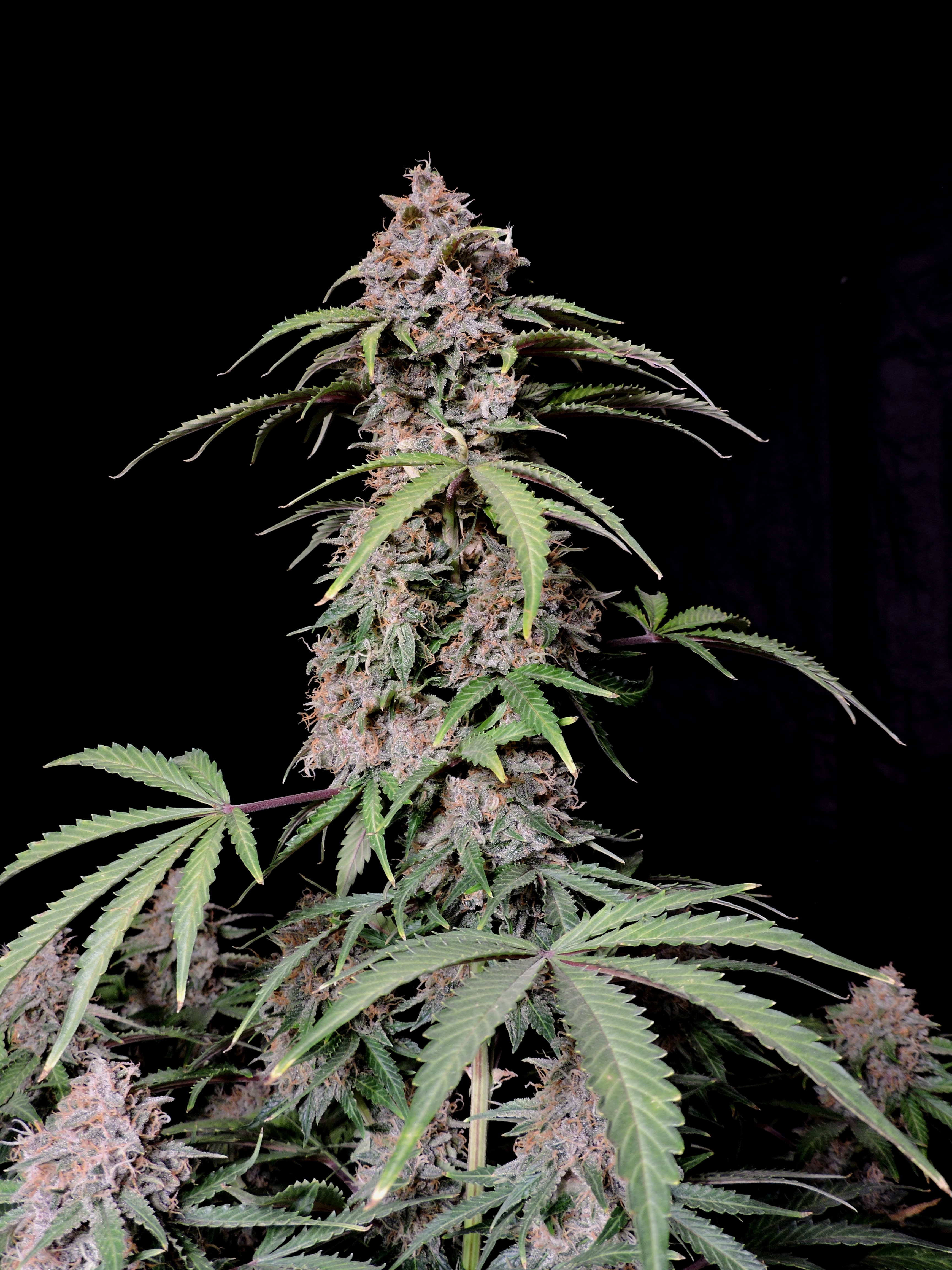Amnesia Z Auto