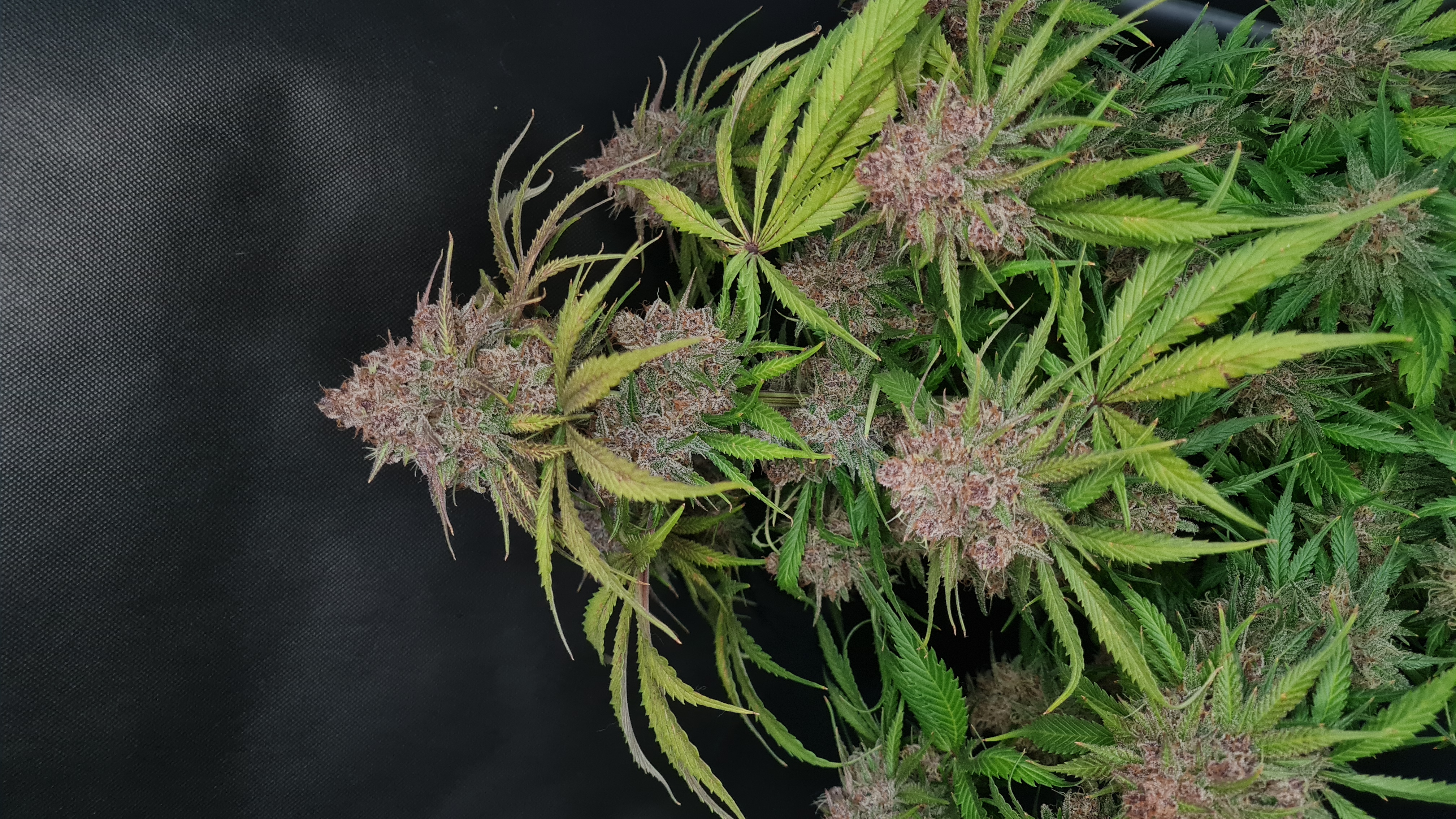 Gorilla Punch Auto