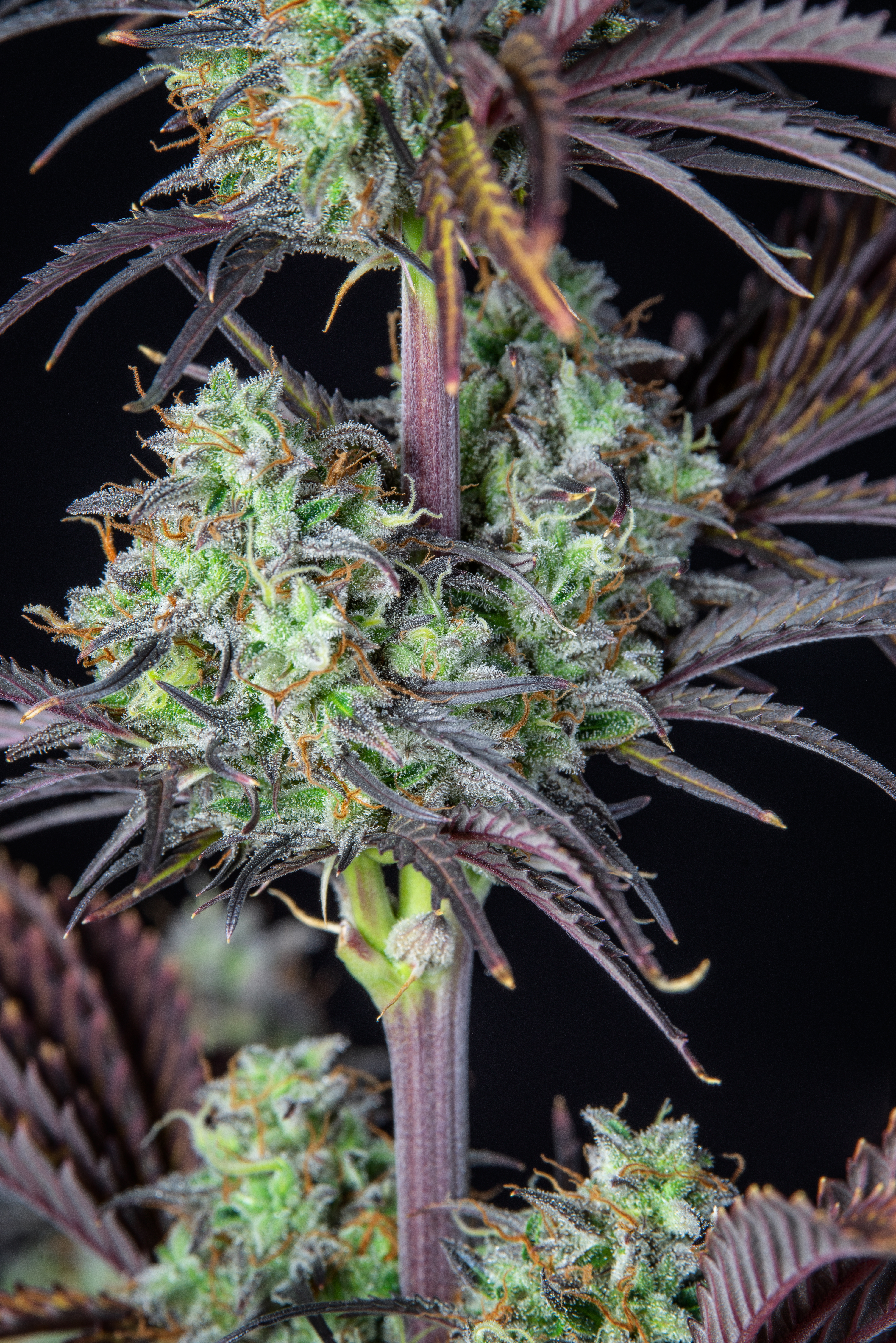 Mimosa Cake Auto