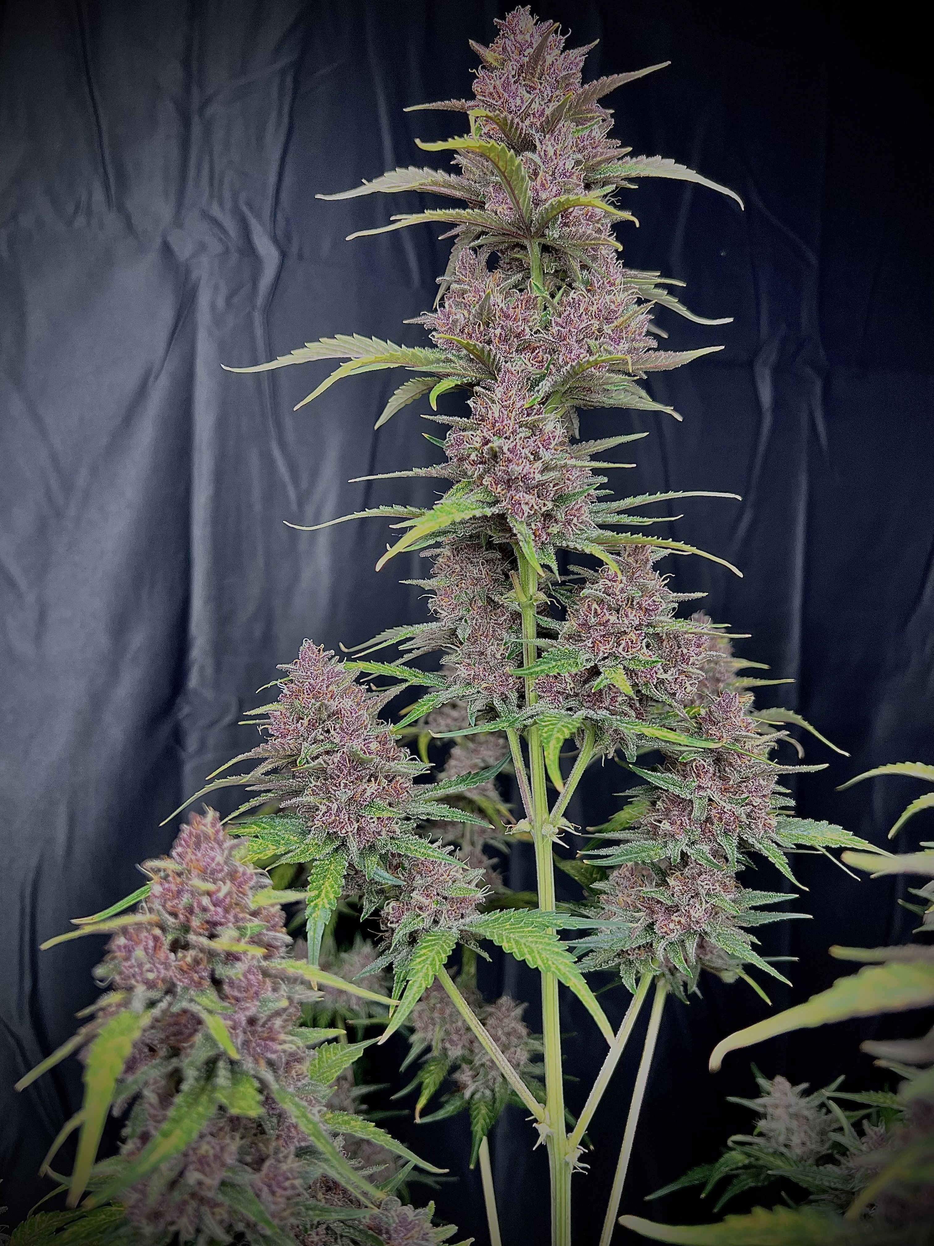 Banana Purple Punch Auto