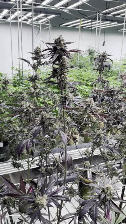 Guava Auto RF3