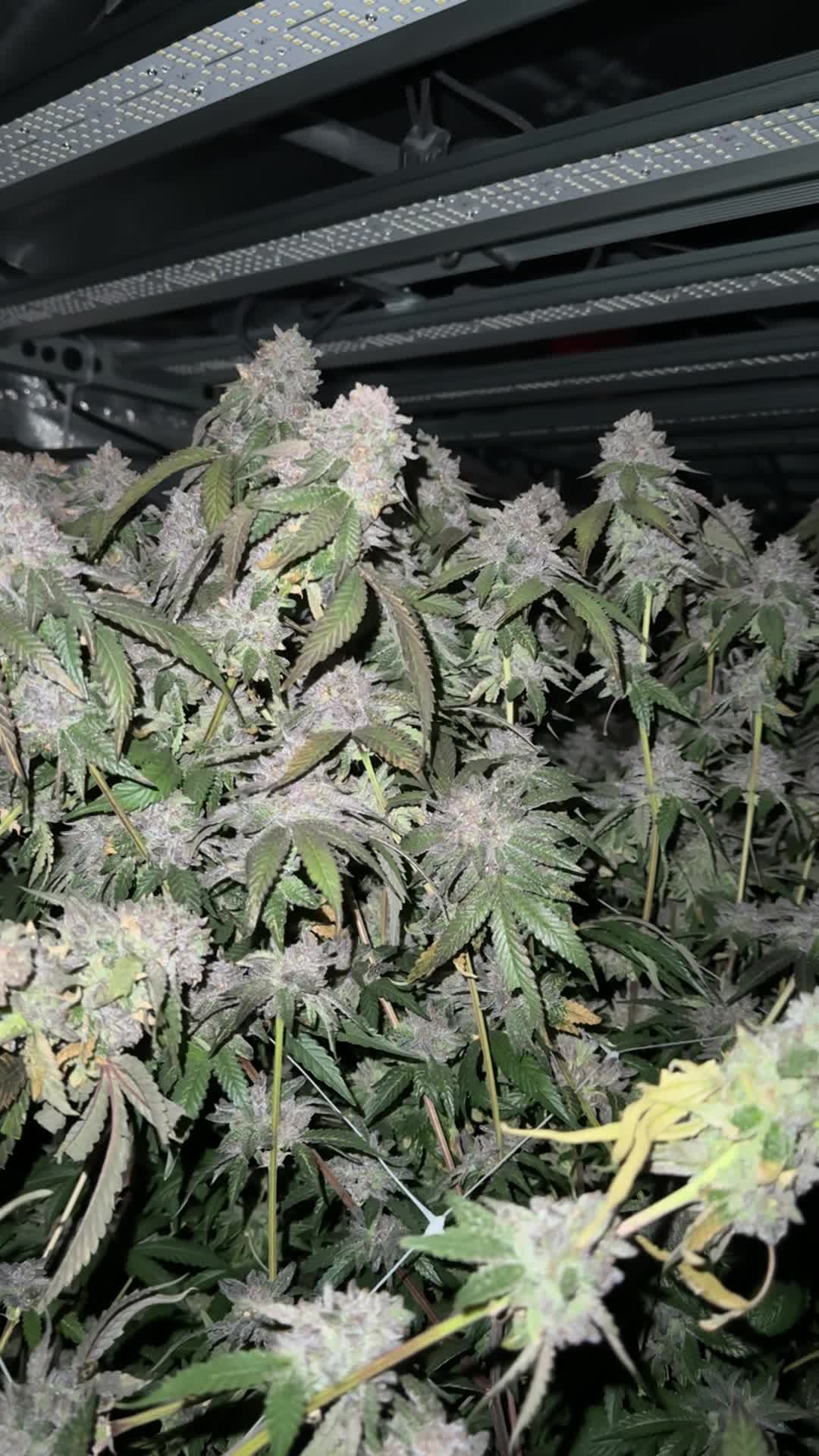 Biscotti Gelato
