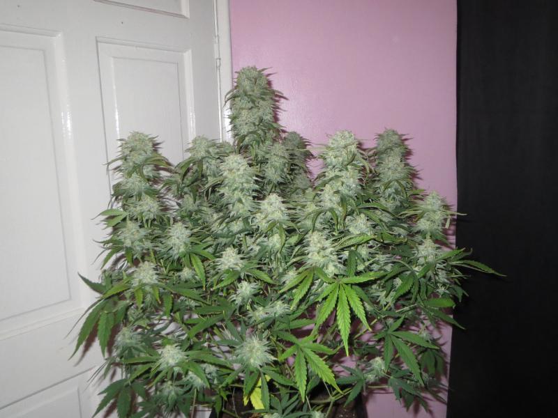West Coast O.G.