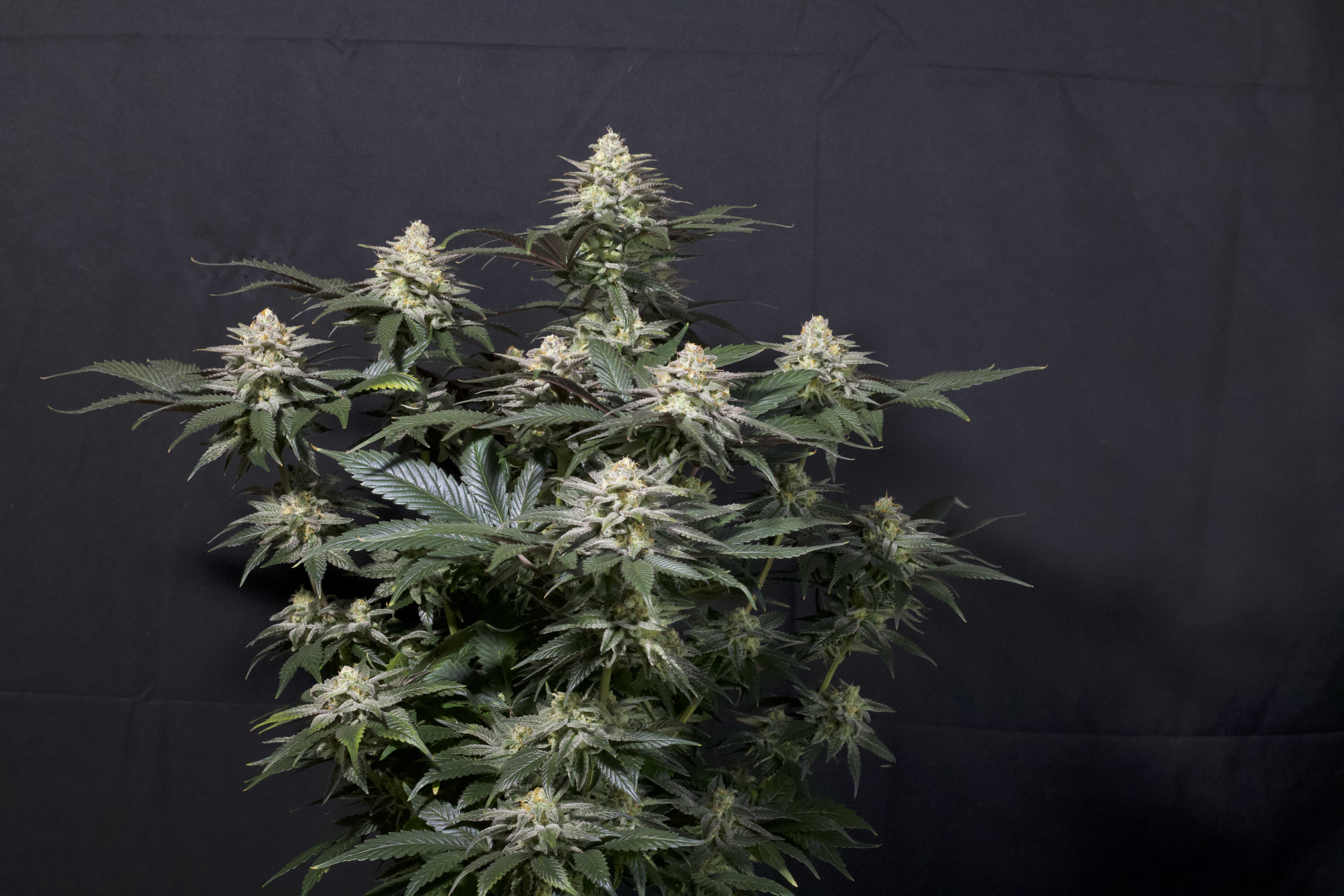 Purple Lemonade FF