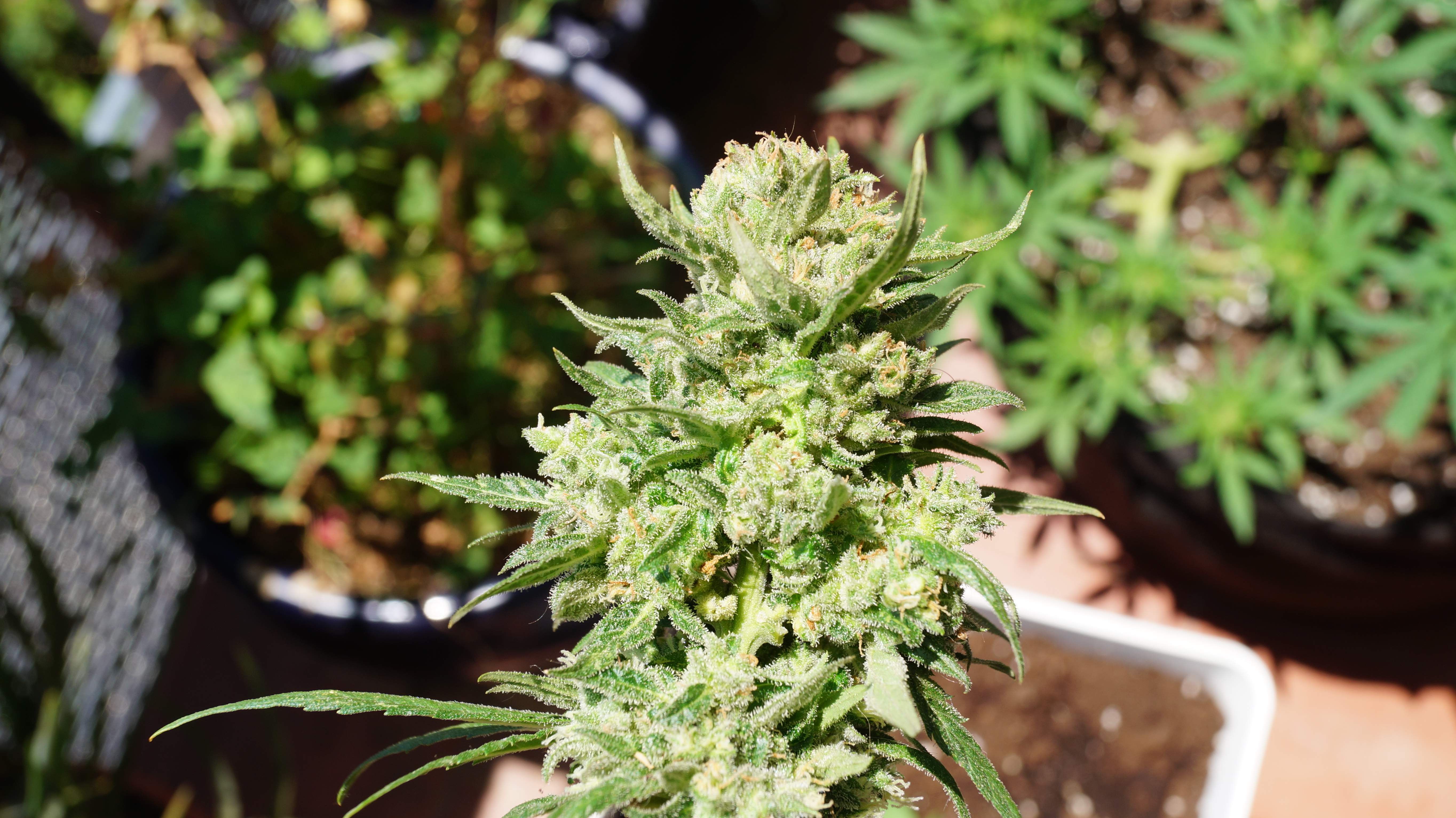 G14