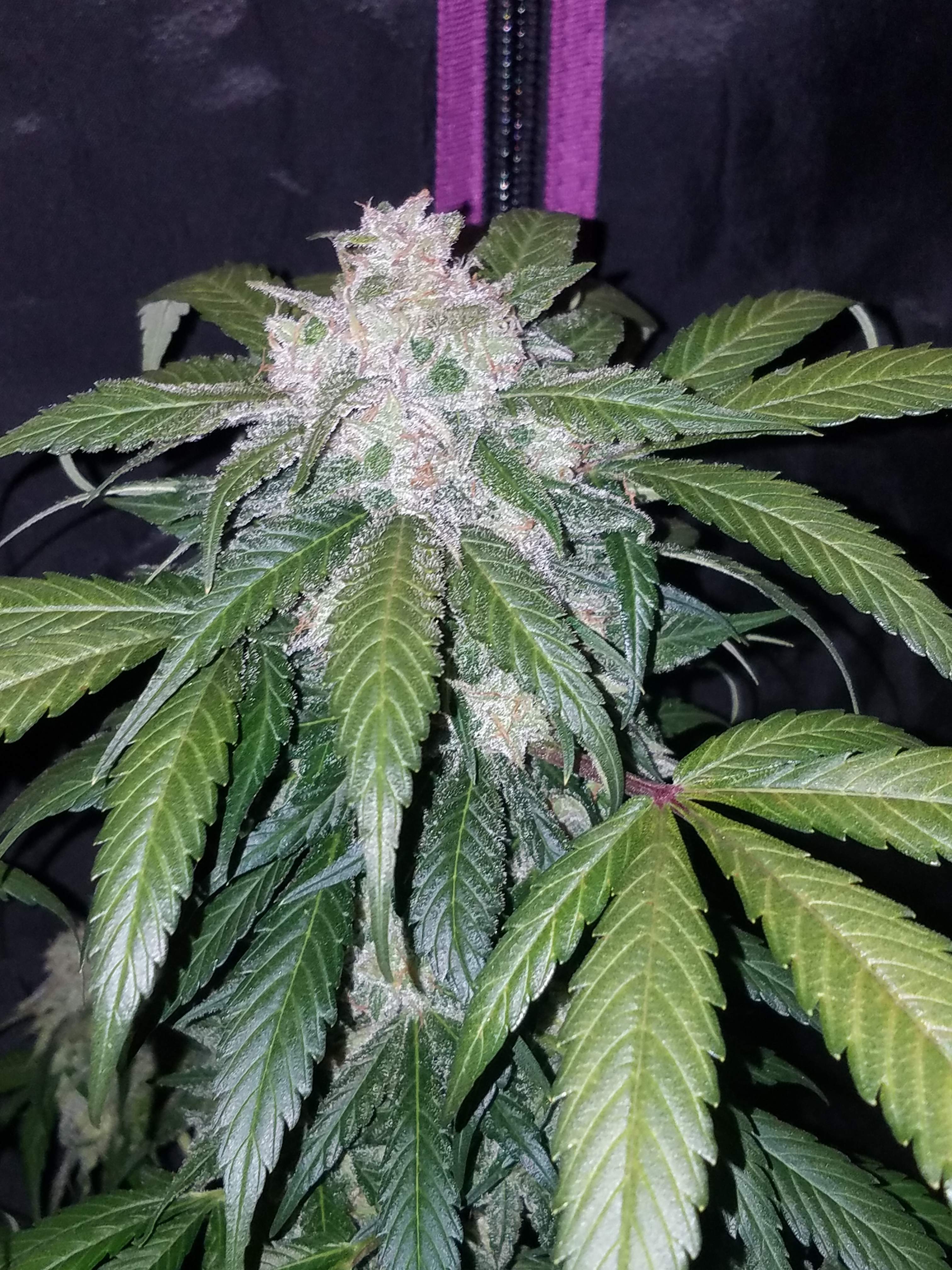 Tangie Matic