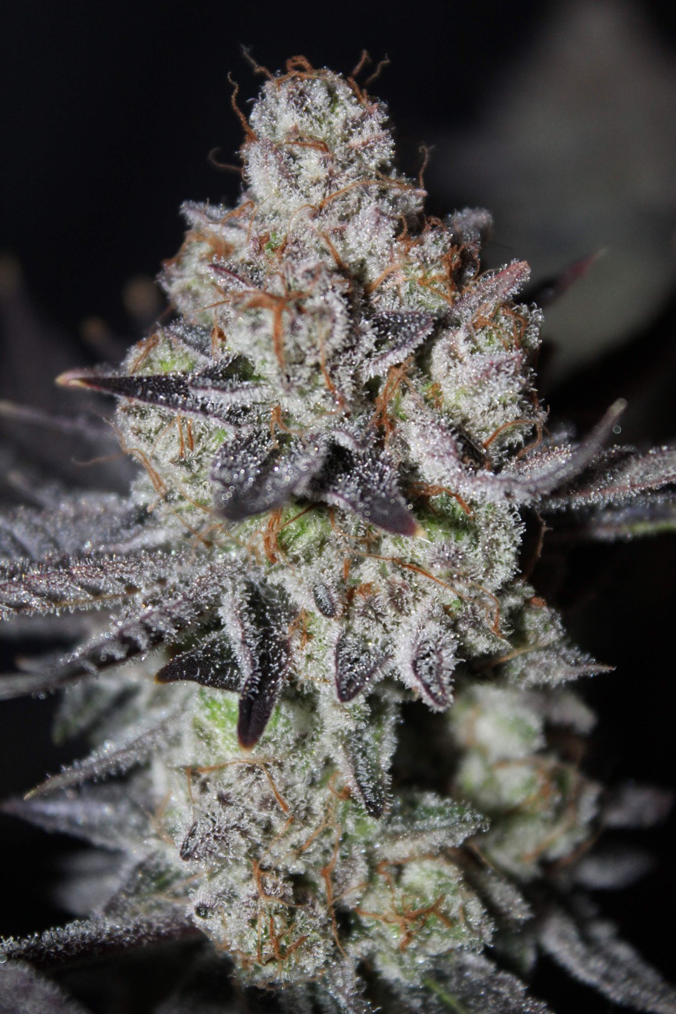 Tropicana Cookies FF