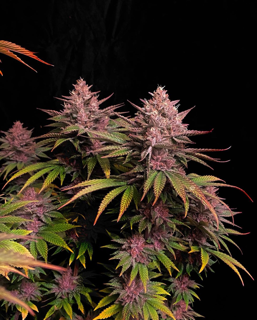 Purple Lemonade FF
