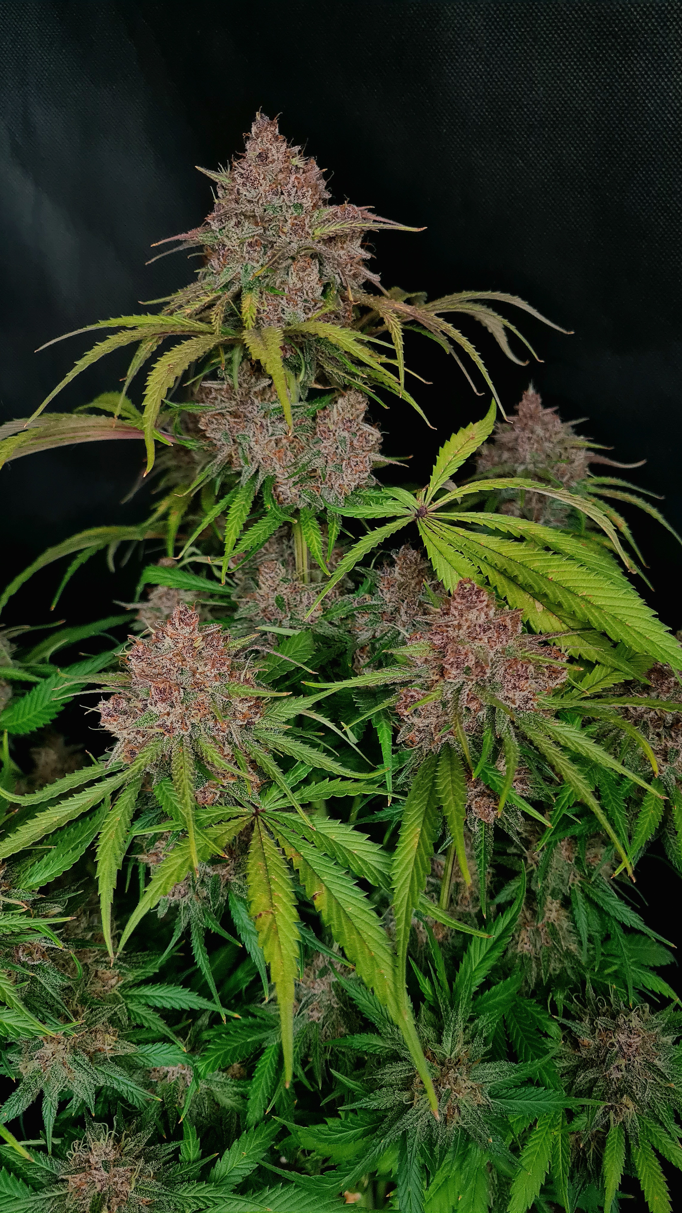 Gorilla Punch Auto