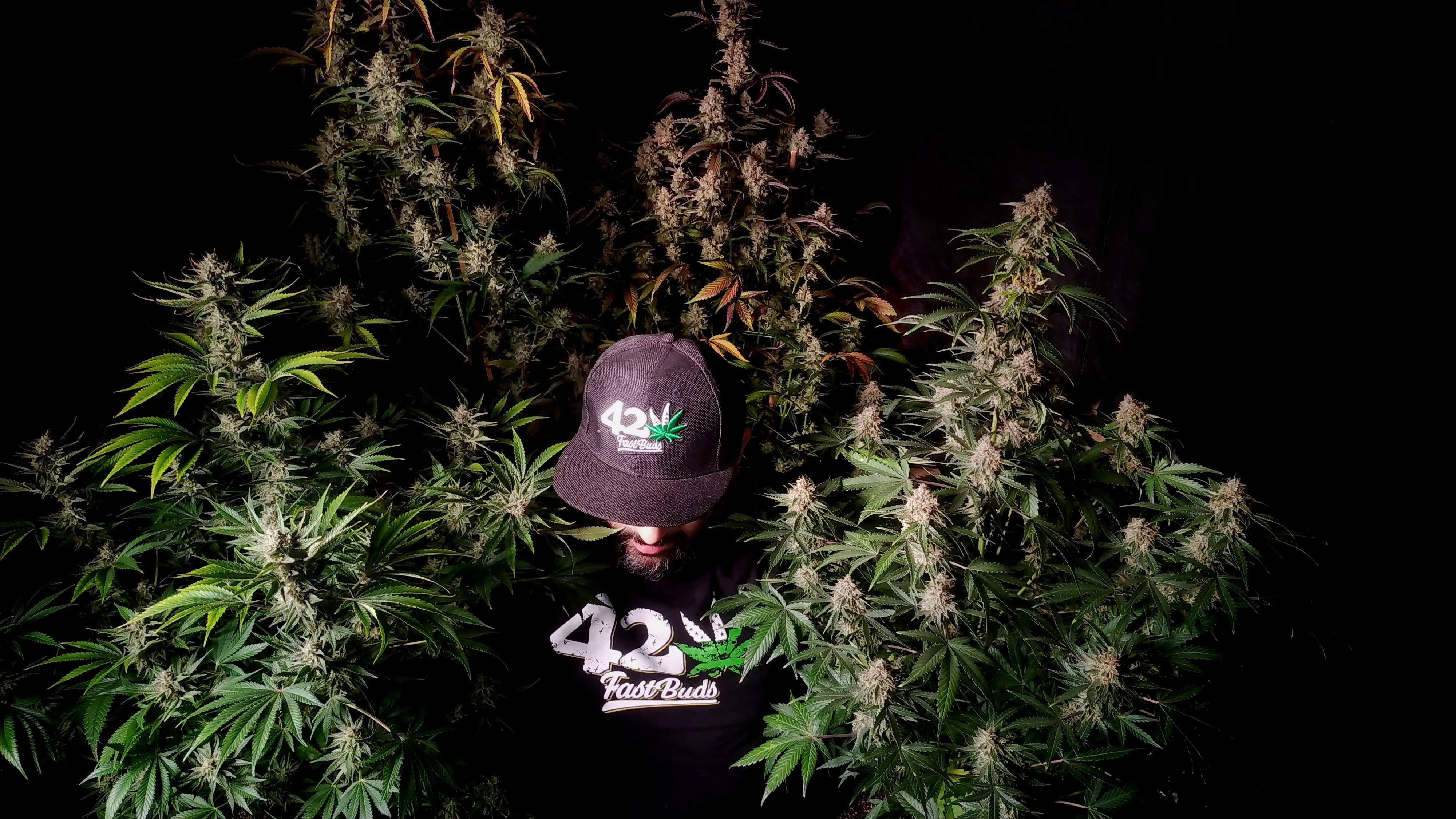 Mix pack auto