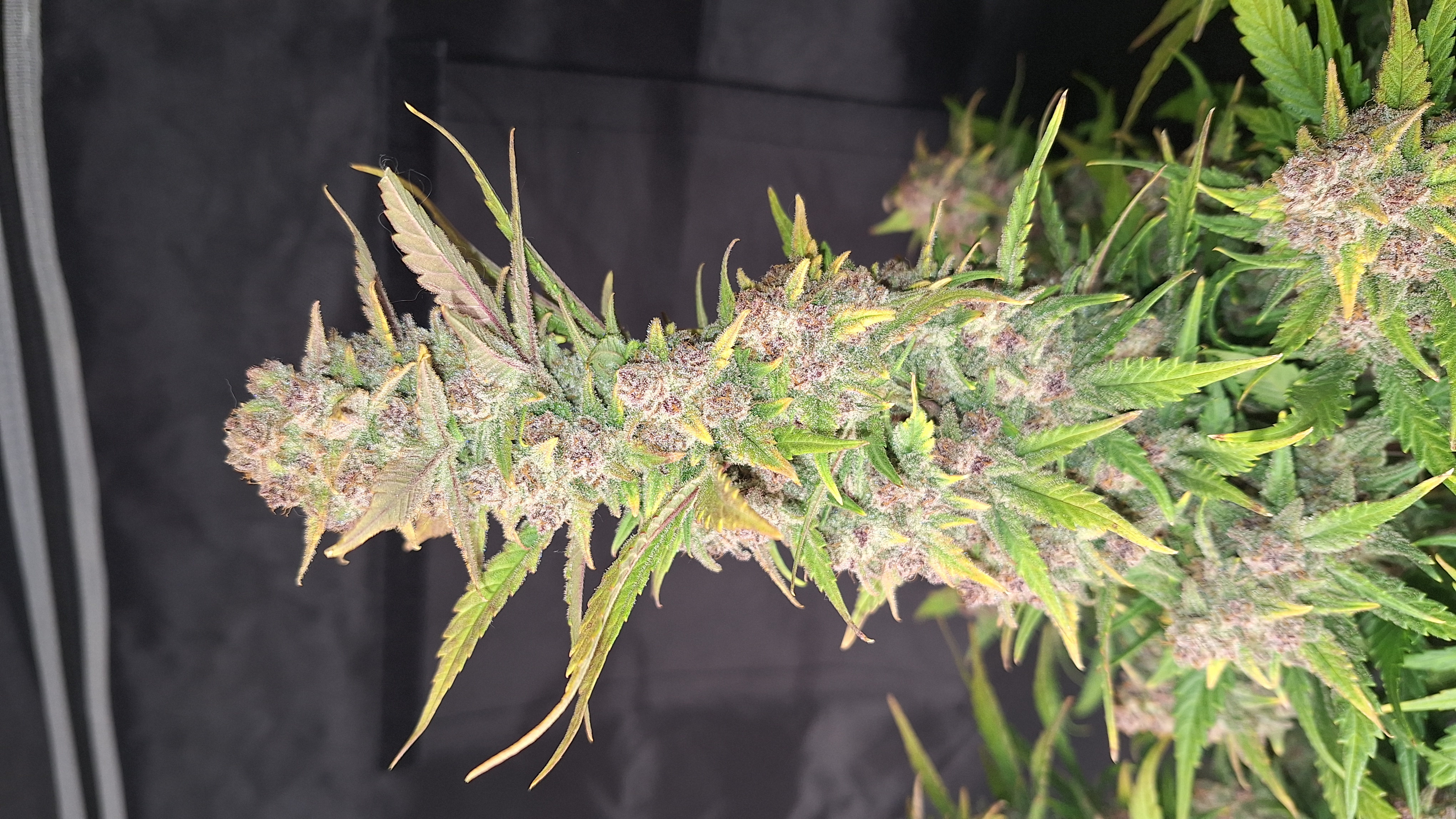 Purple Haze Auto