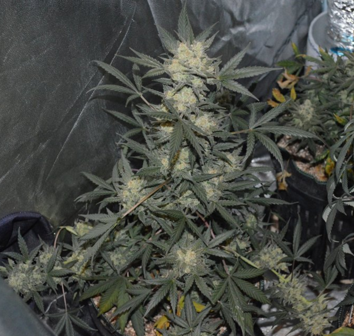 Girl Scout Cookies
