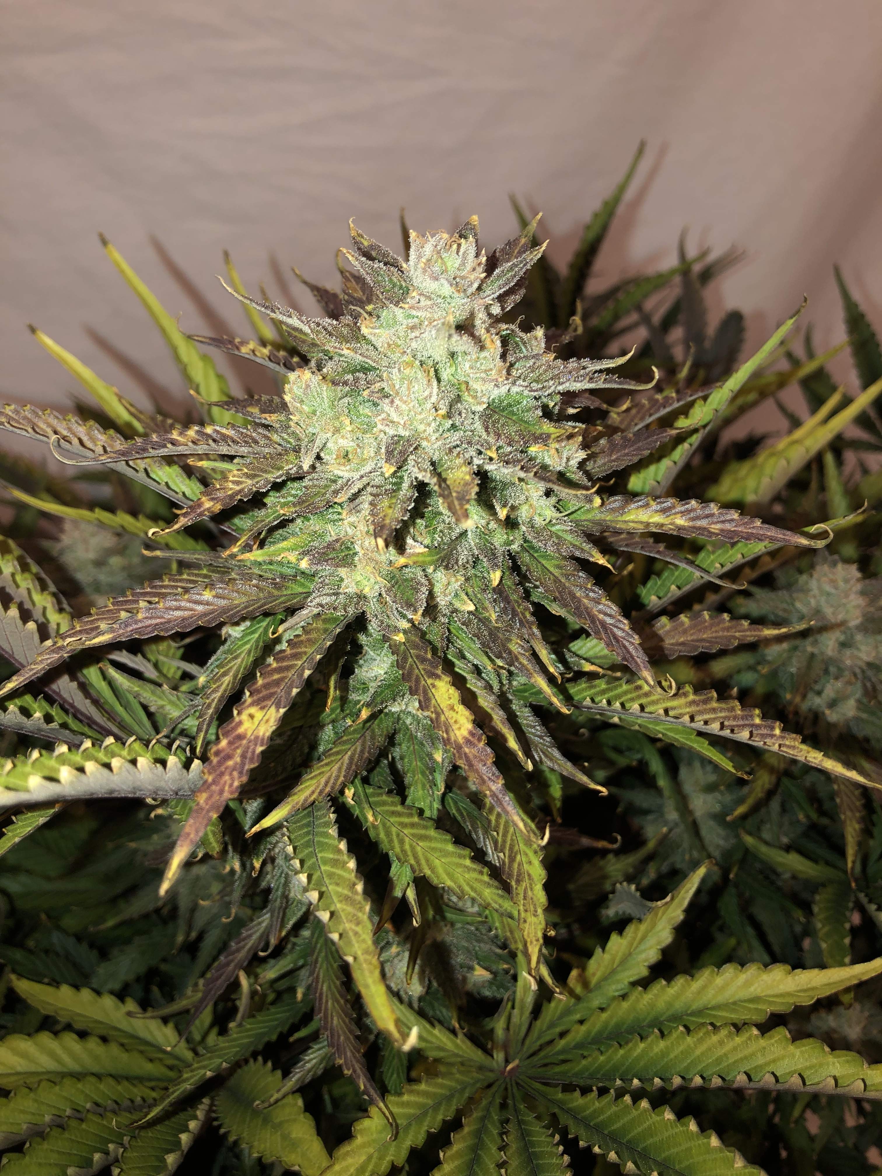 Gorilla Glue