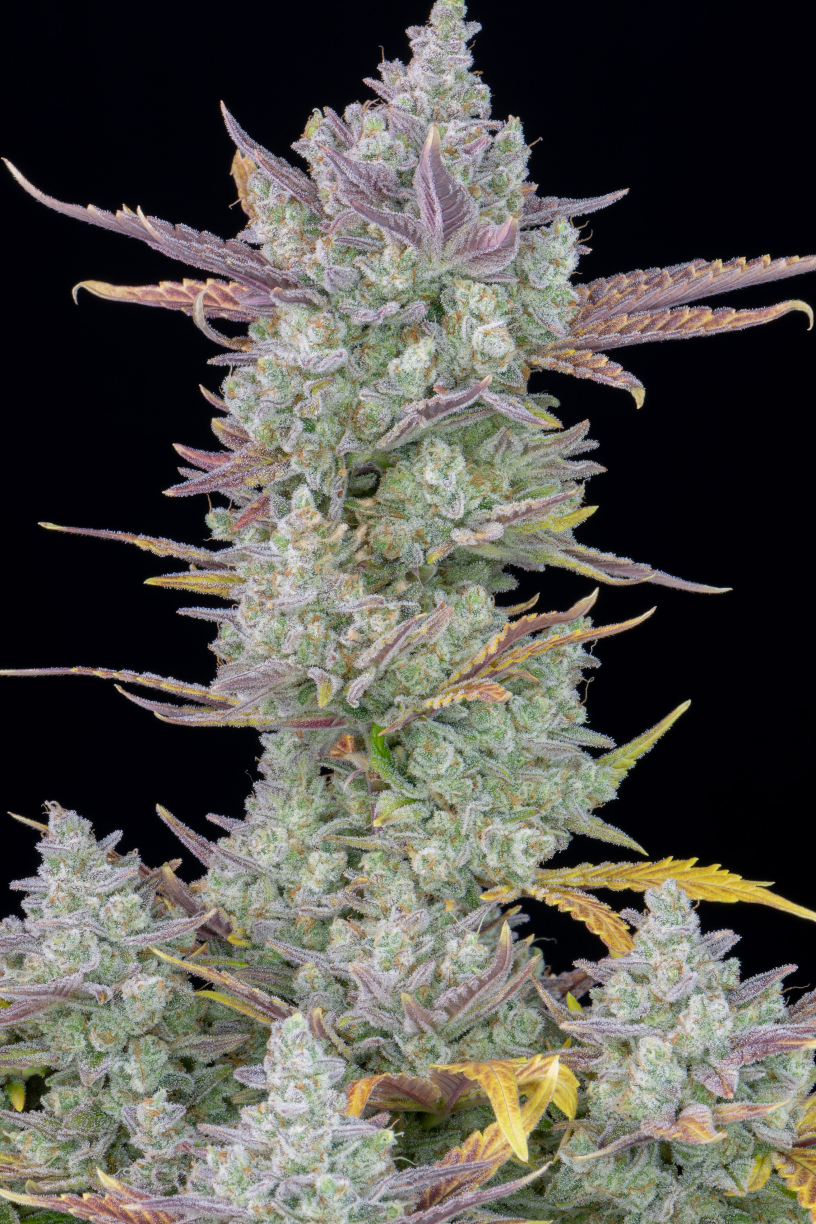 Gorilla Cookies