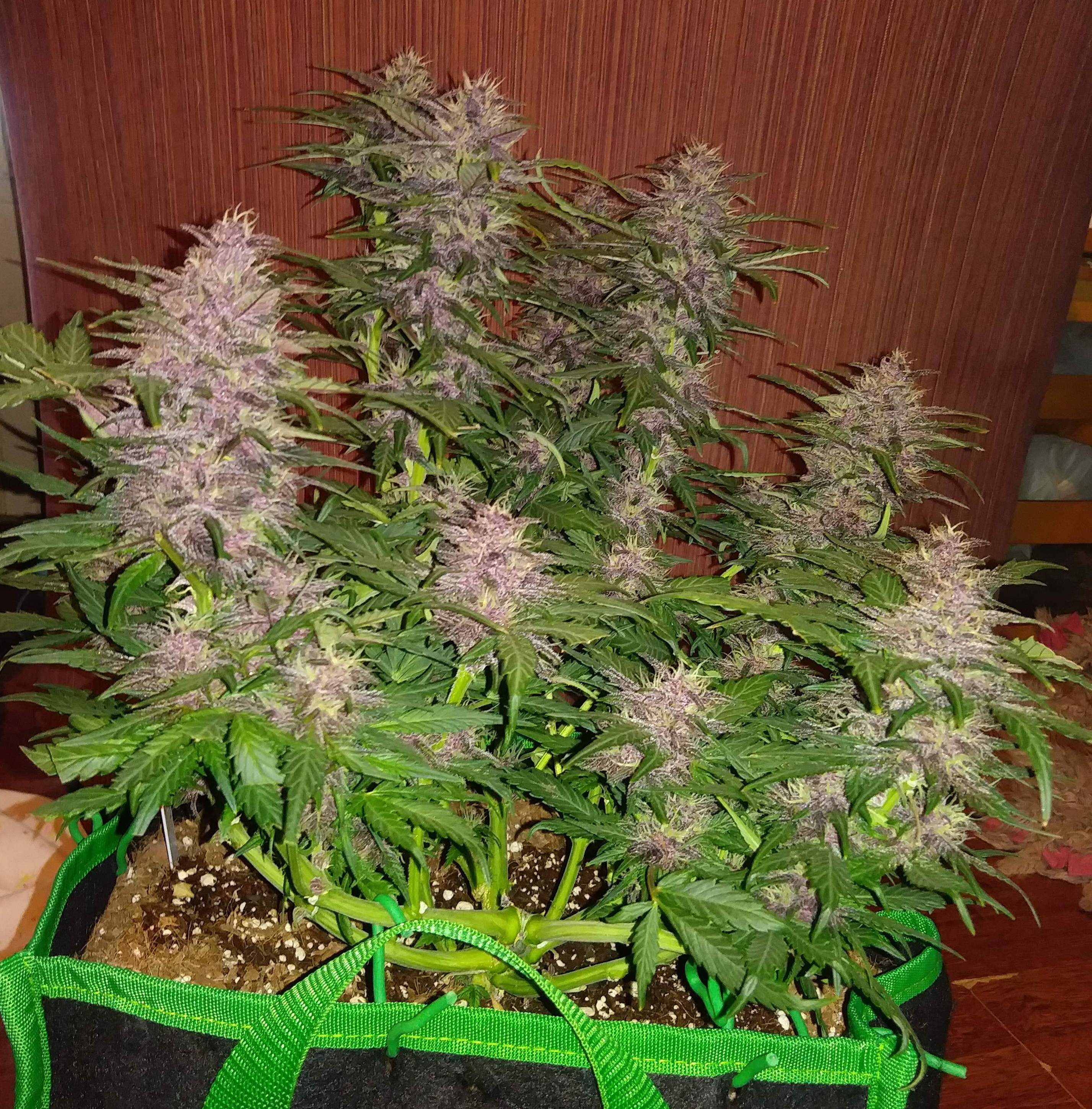 Crystal METH
