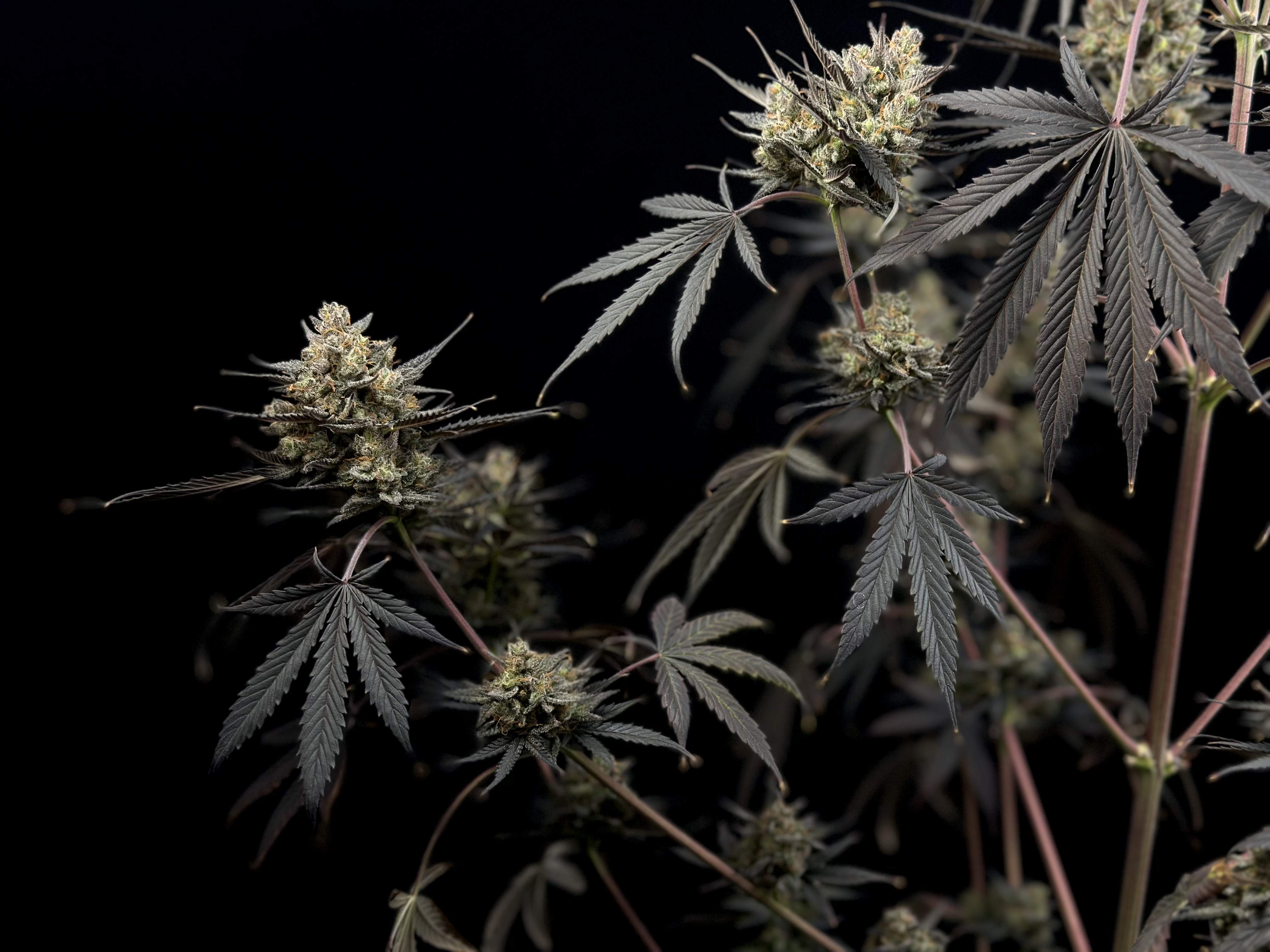 Pound Cake Auto