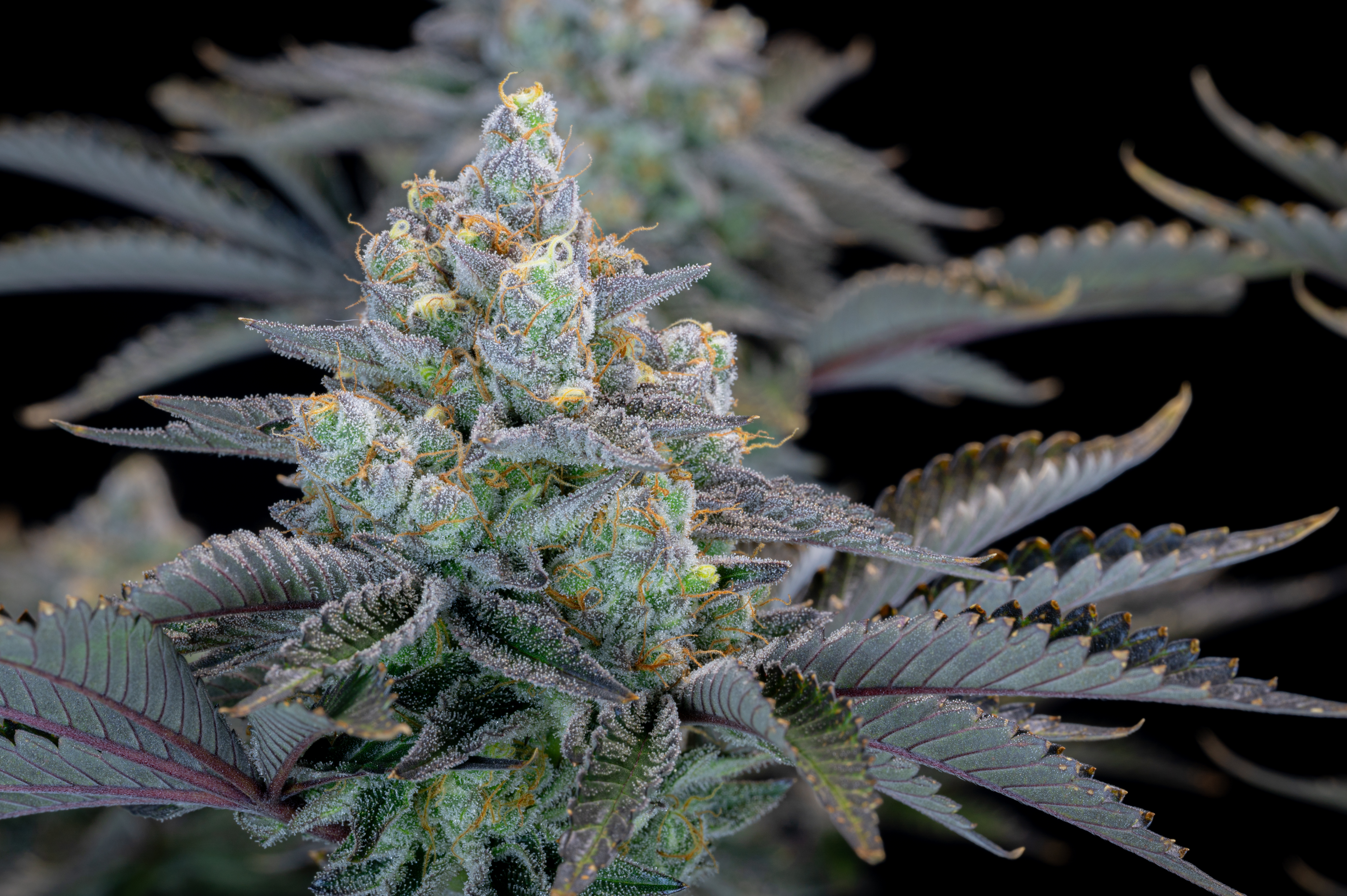 Gorilla Cookies FF