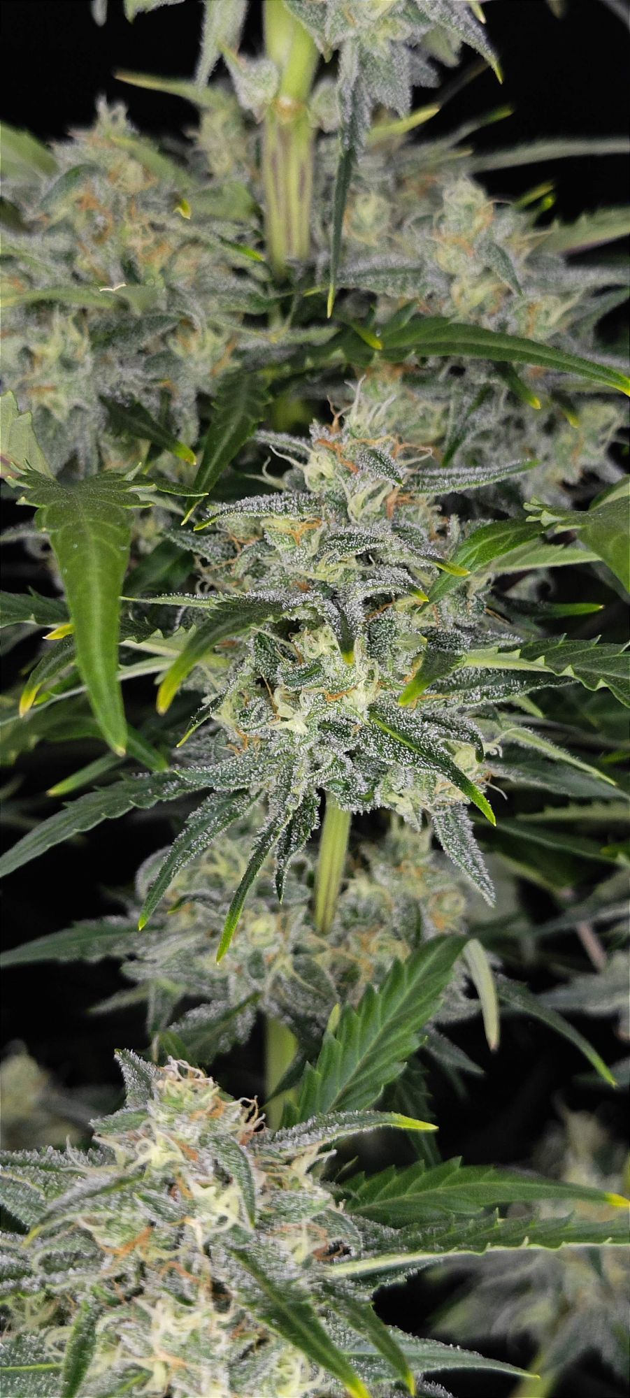 Sour Jealousy Auto