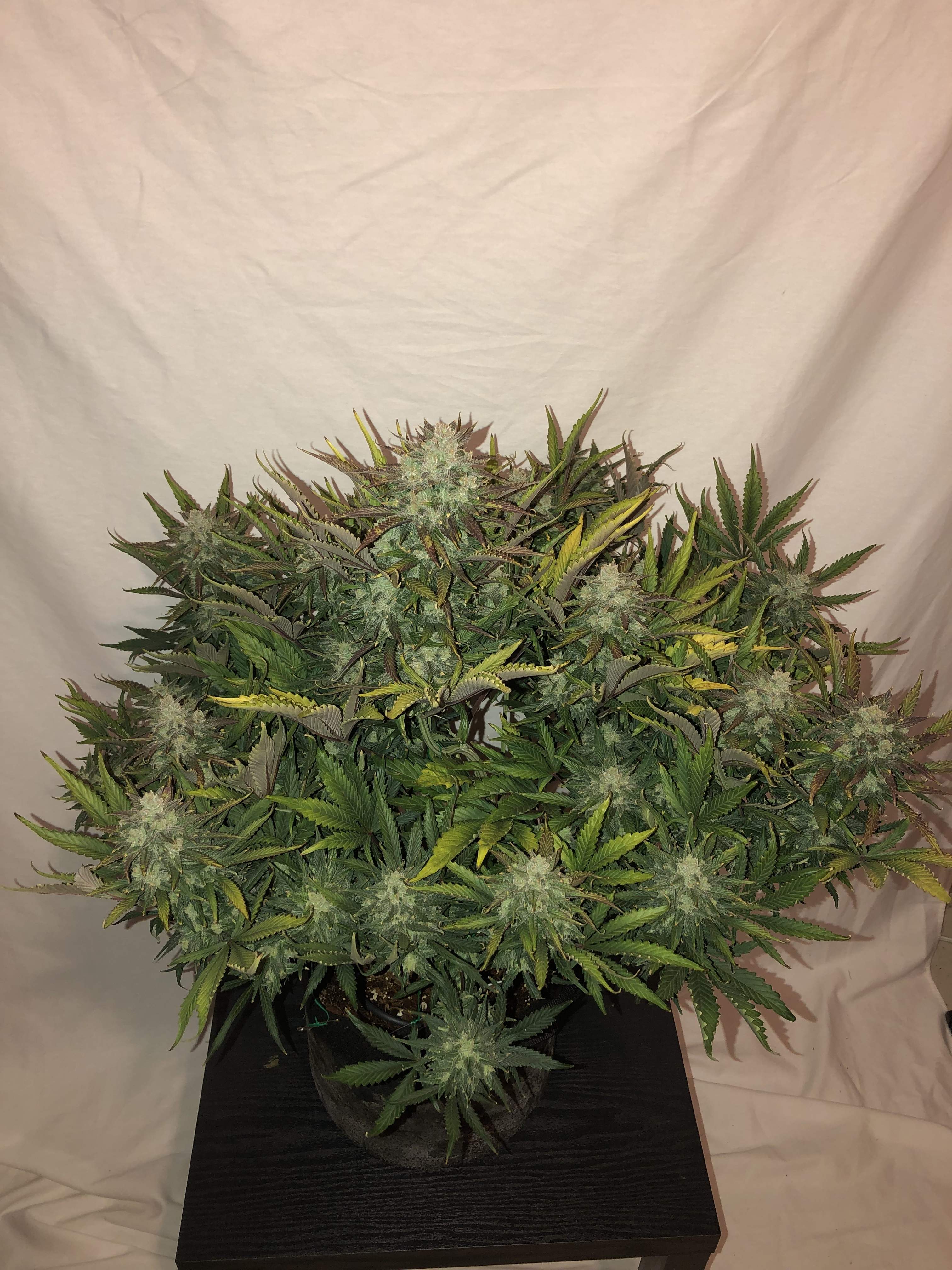 Gorilla Glue