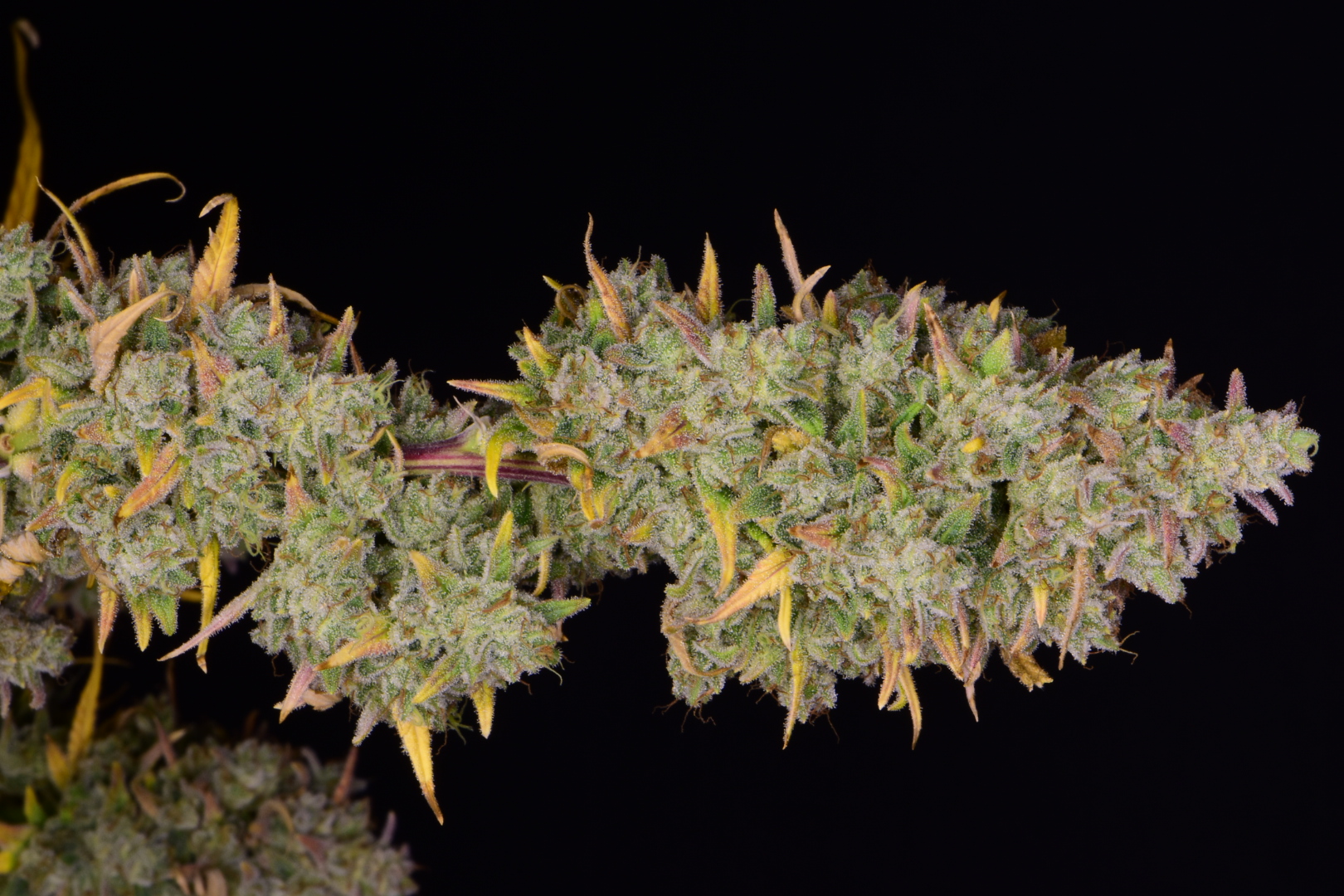 Gelato Auto