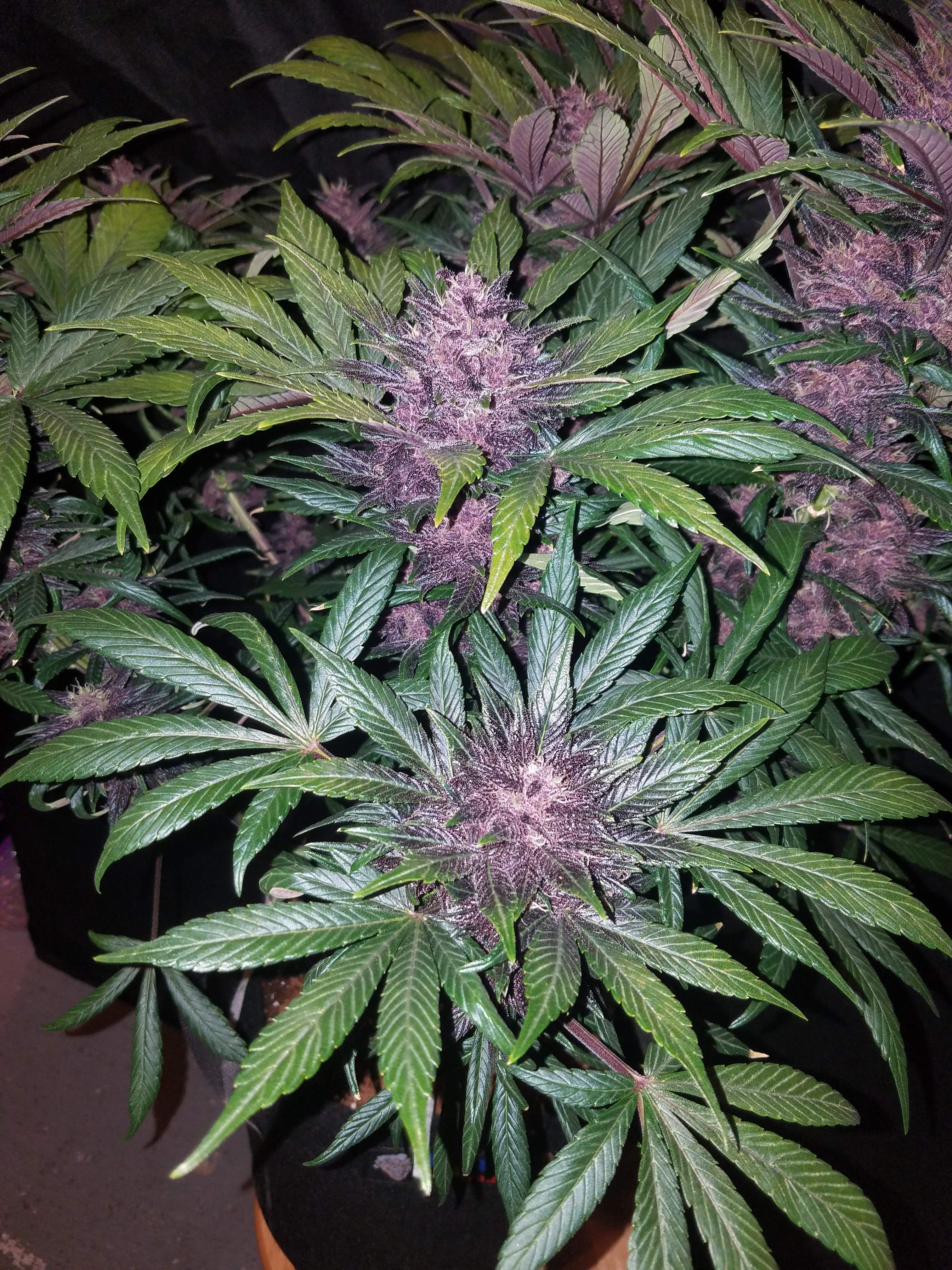 Blackberry