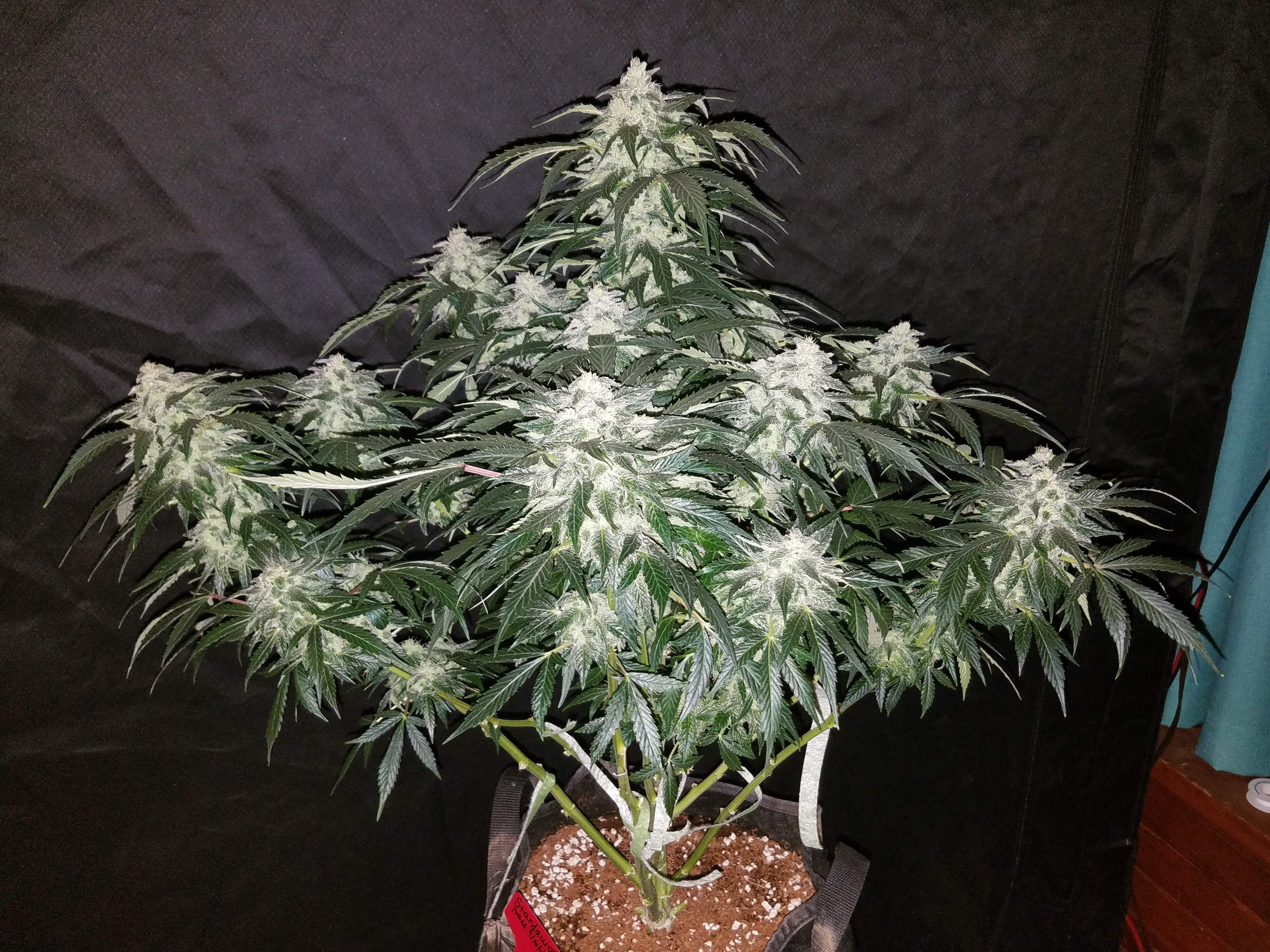 Stardawg