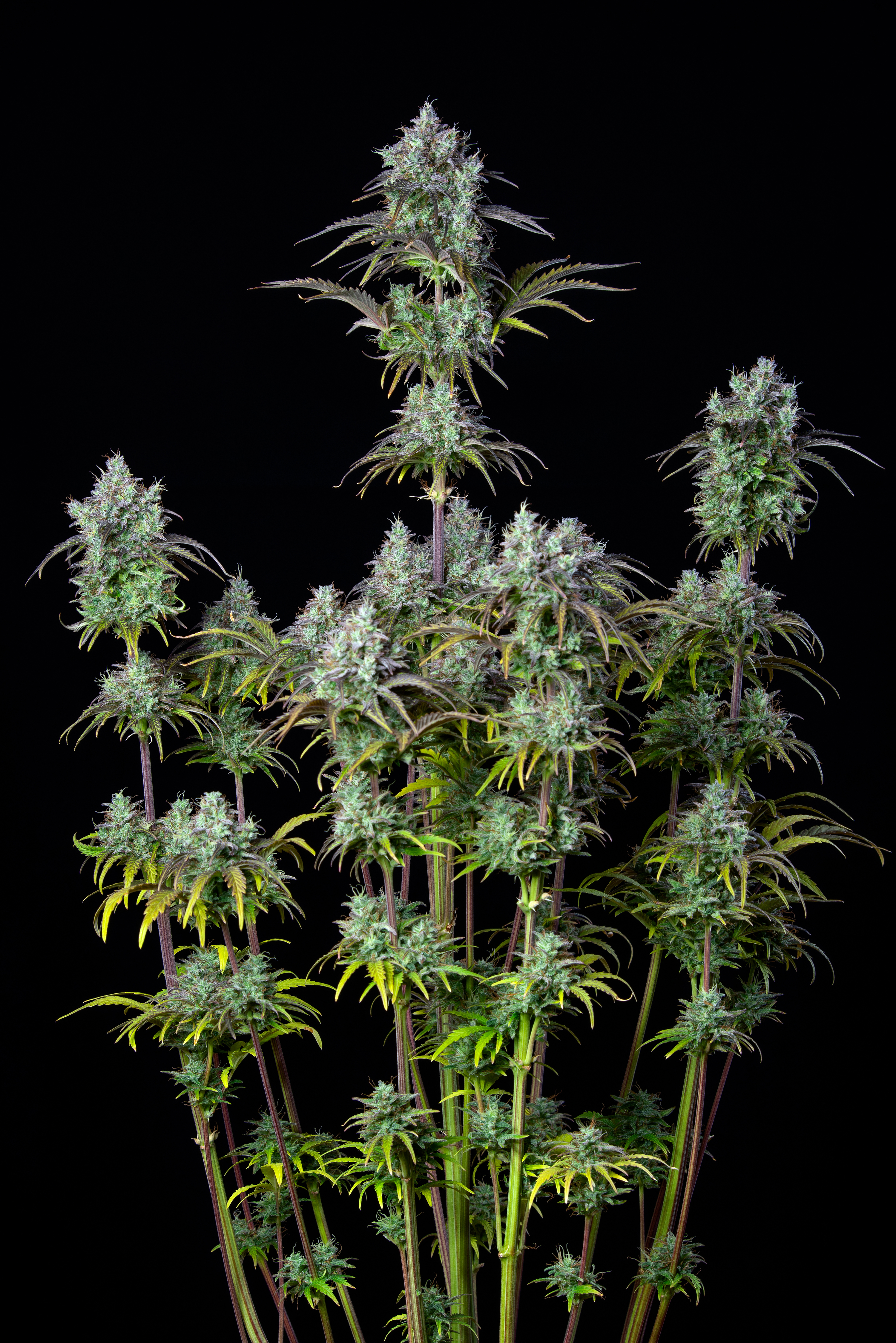 Original Big Bud Auto