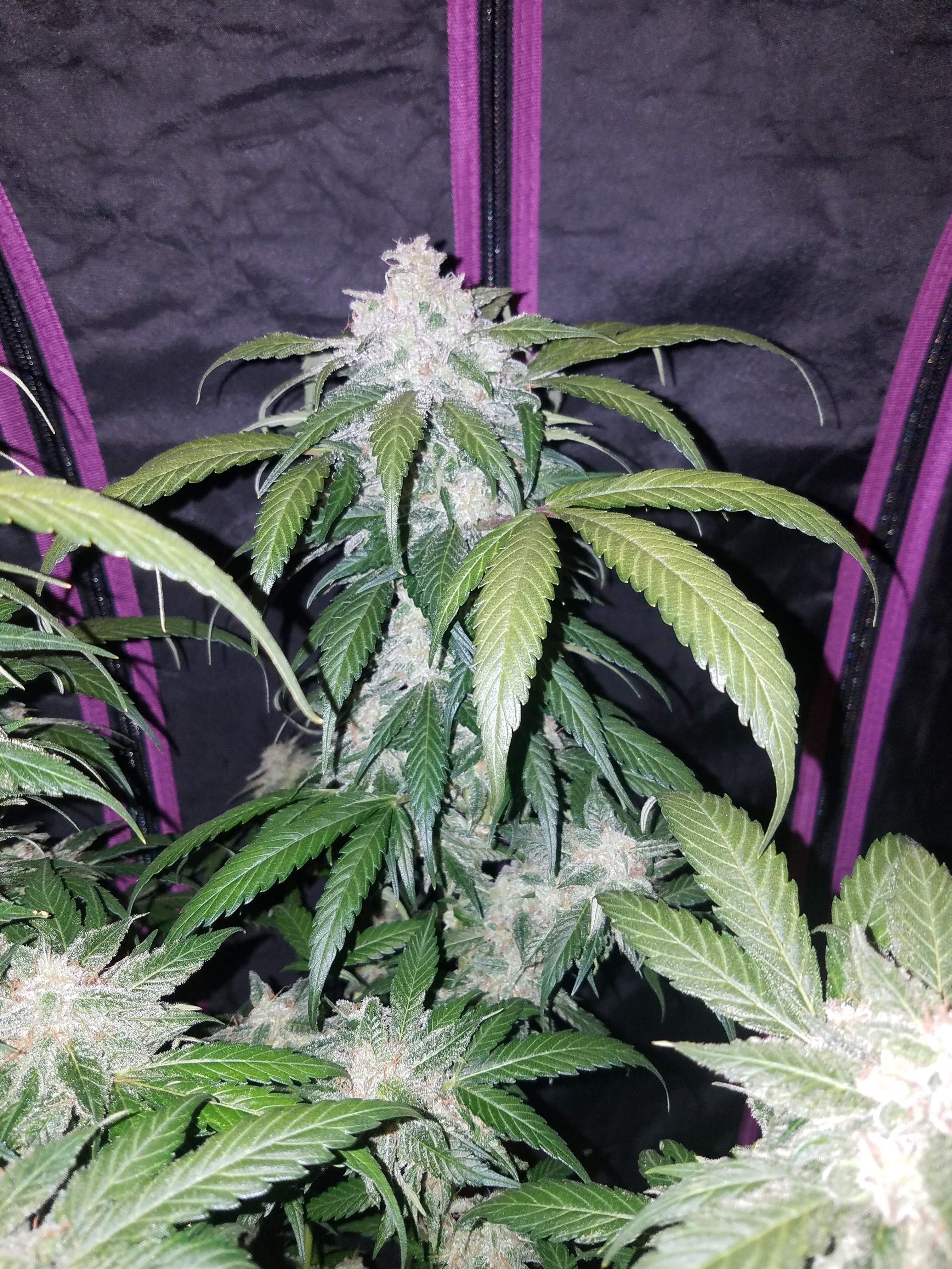 Tangie Matic