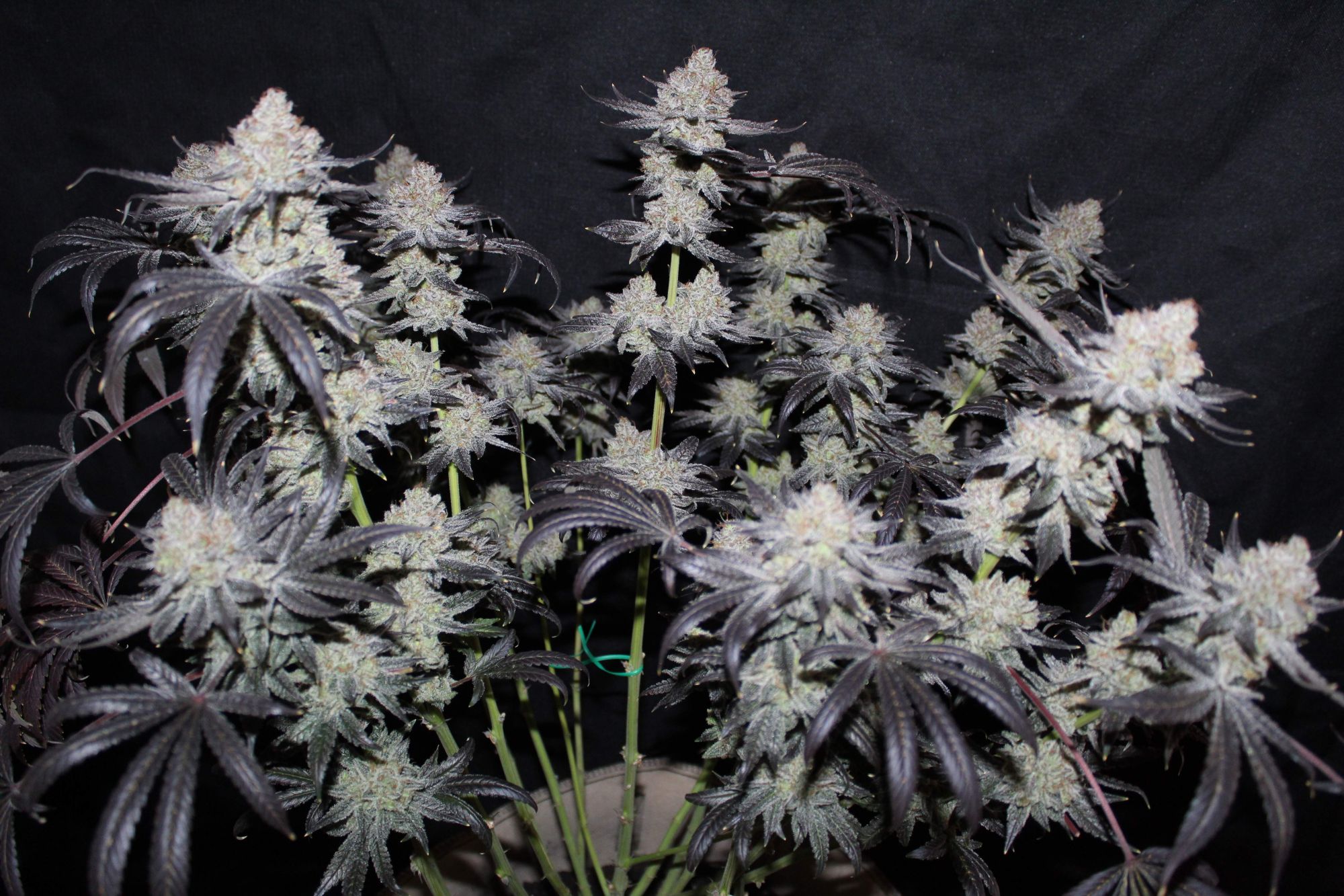 Tropicana Cookies FF