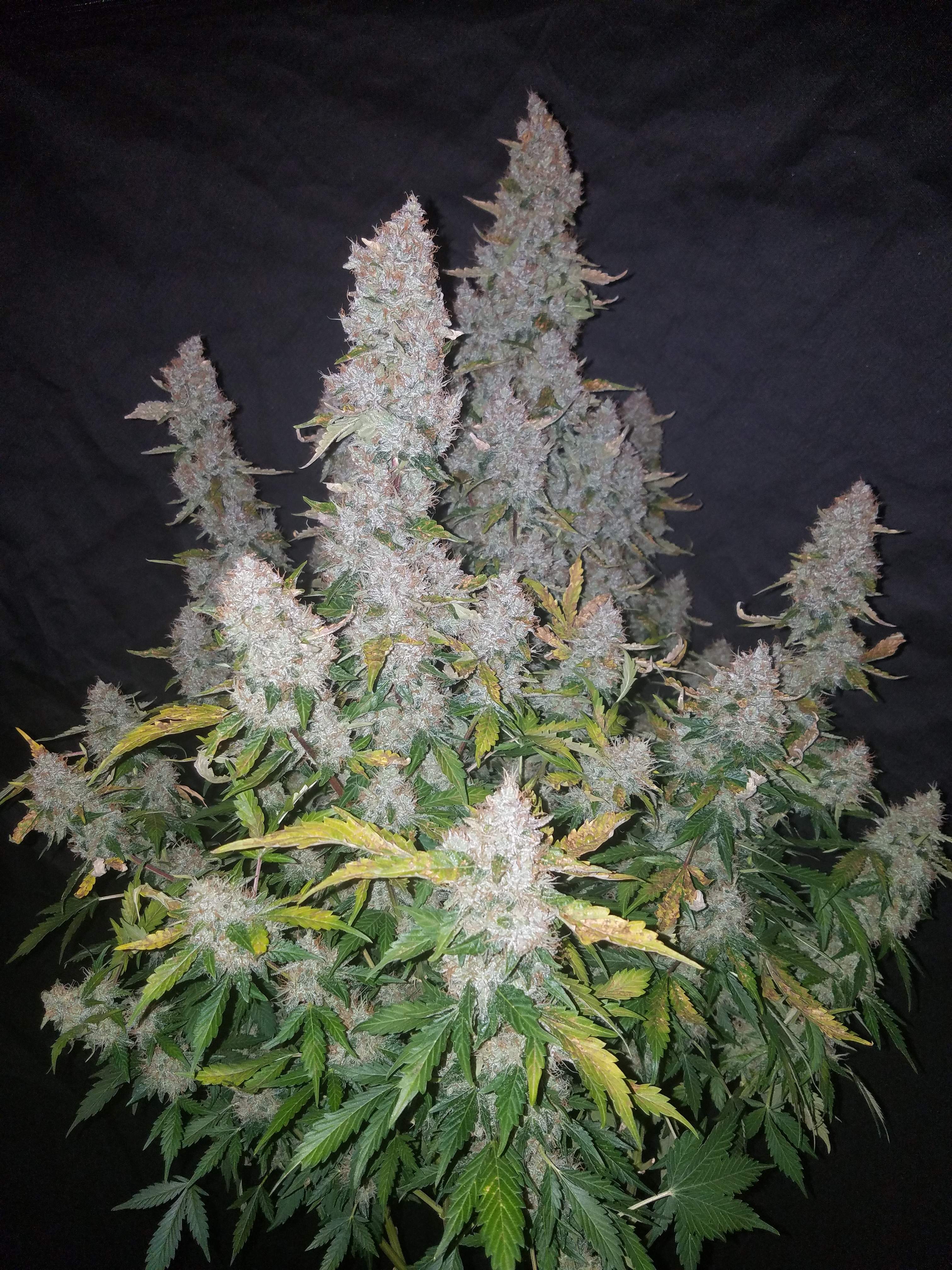 Stardawg